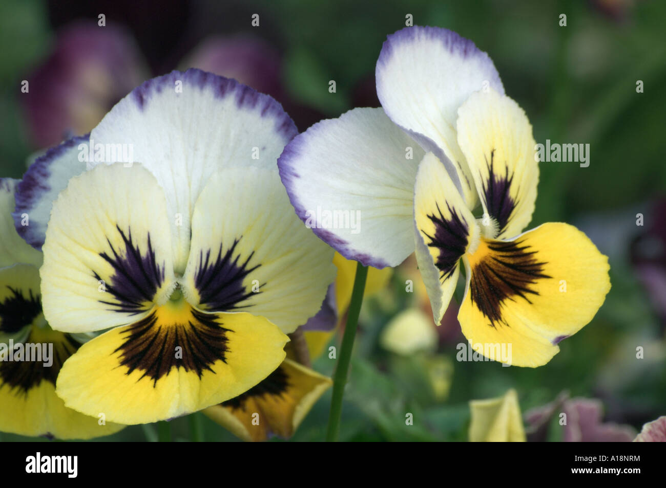 Pansy, or Wittrock's violet (Viola x wittrockiana) Stock Photo