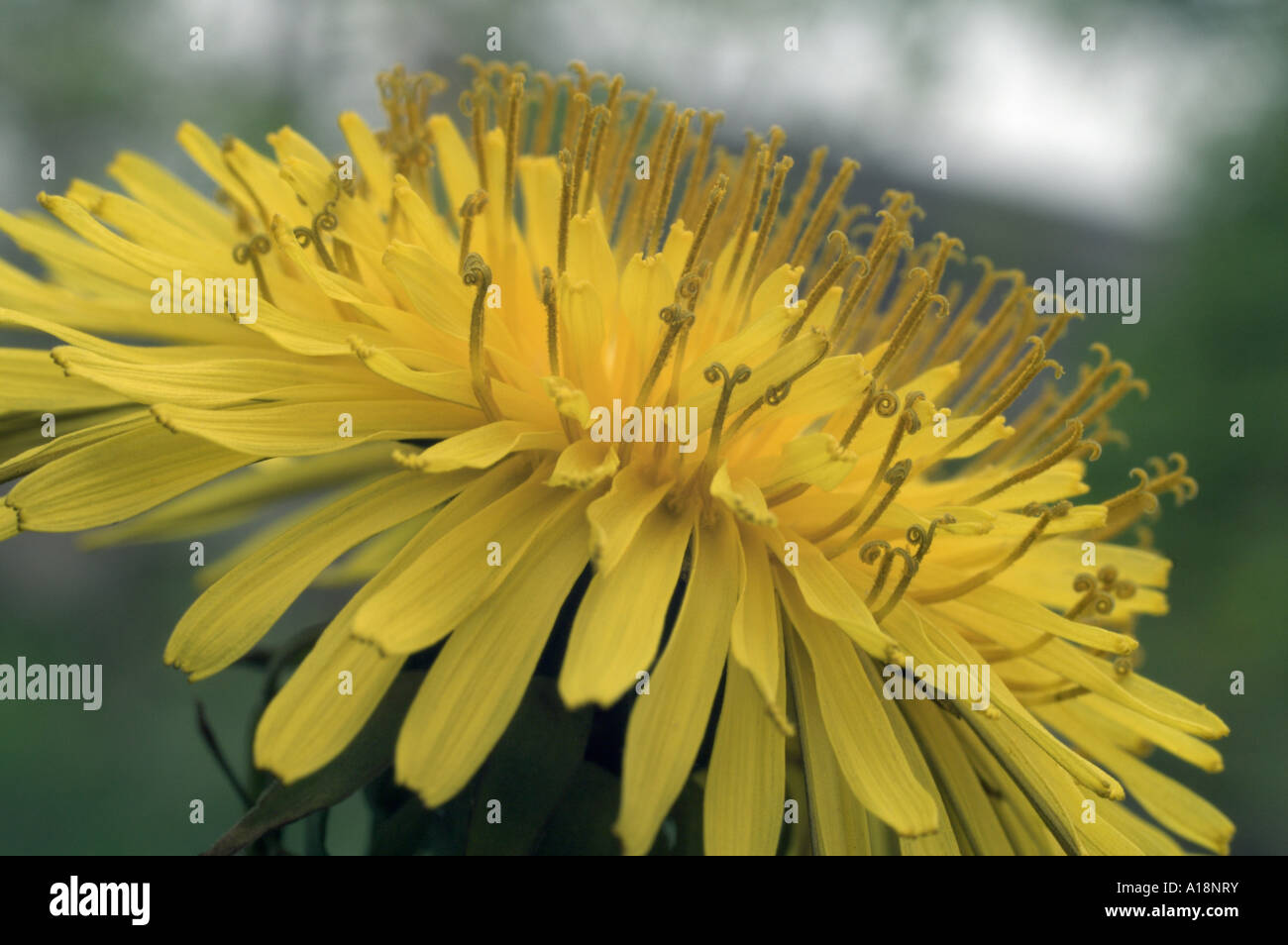 Common dandelion (Taraxacum officinale) Stock Photo