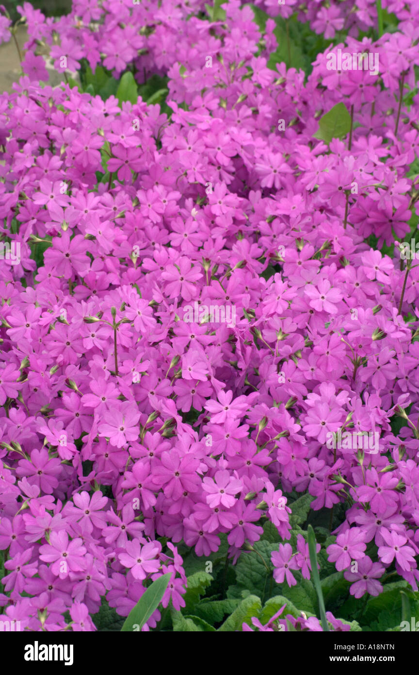 Primrose (Primula patens) Stock Photo