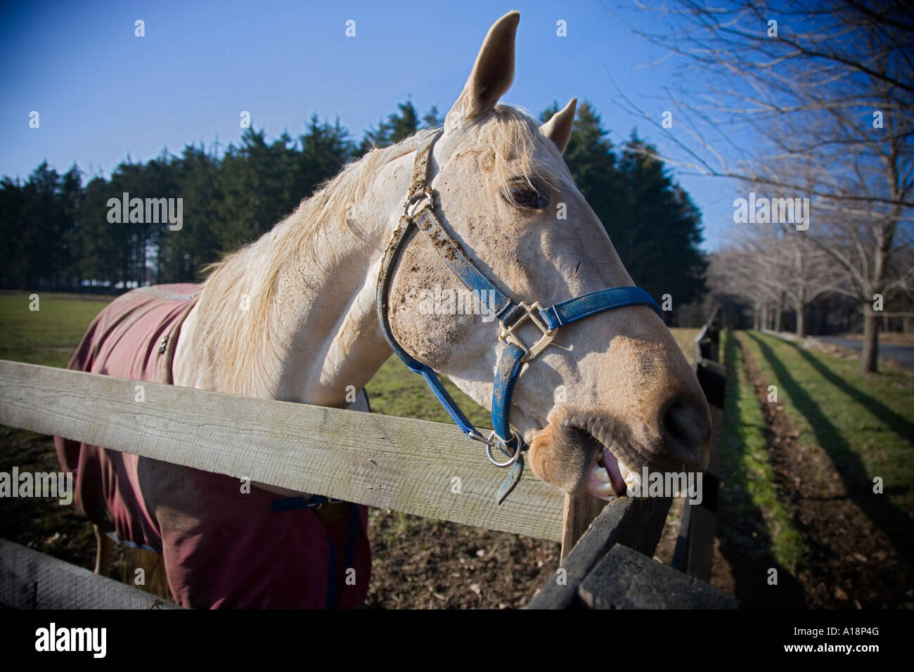 Horse chewing a fence Stock Photo Alamy