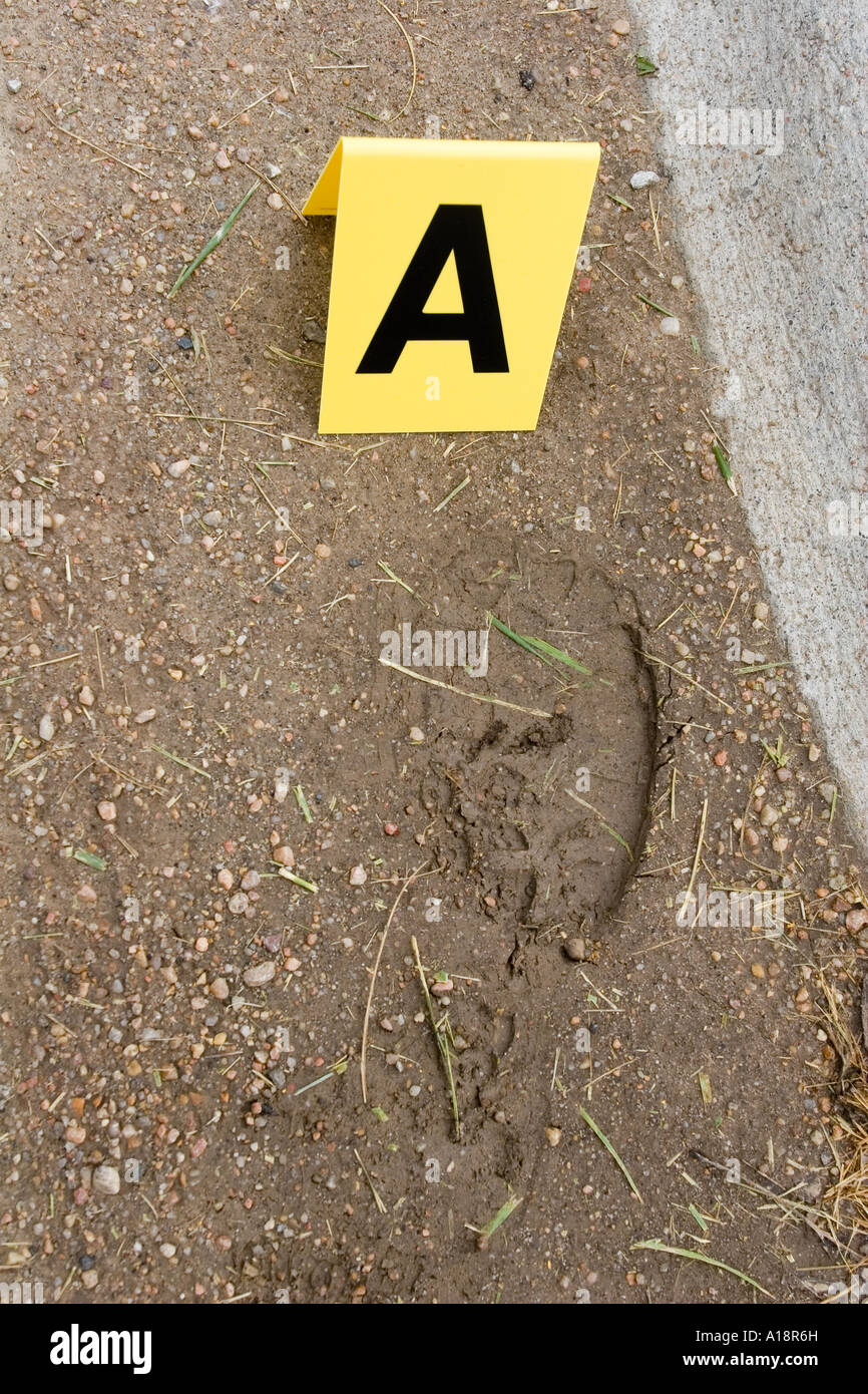 Shoe print at crime scene with forensic marker Stock Photo Alamy
