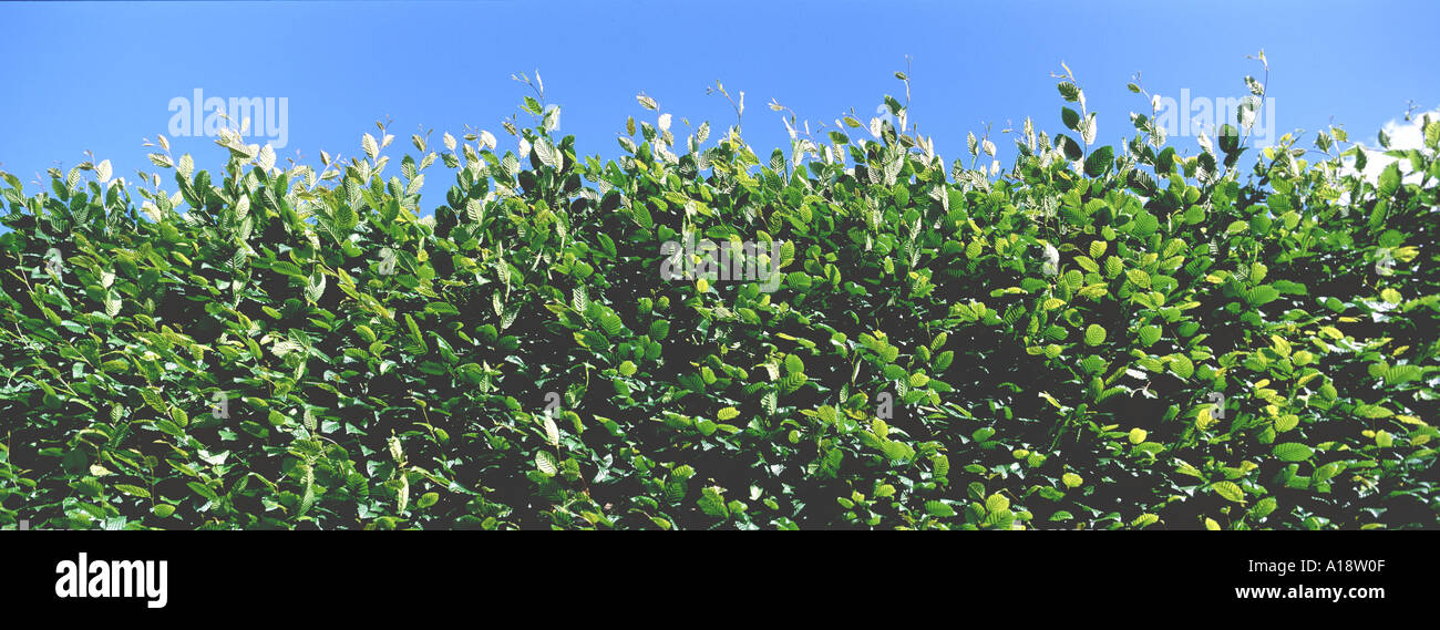 common hornbeam, European hornbeam (Carpinus betulus), hedge against blue sky Stock Photo