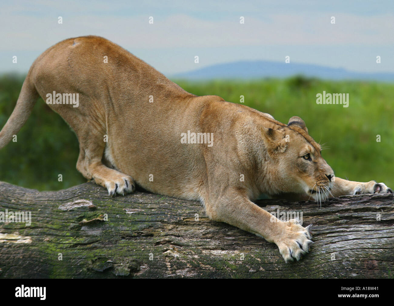 Lion Claws High Resolution Stock Photography and Images Alamy