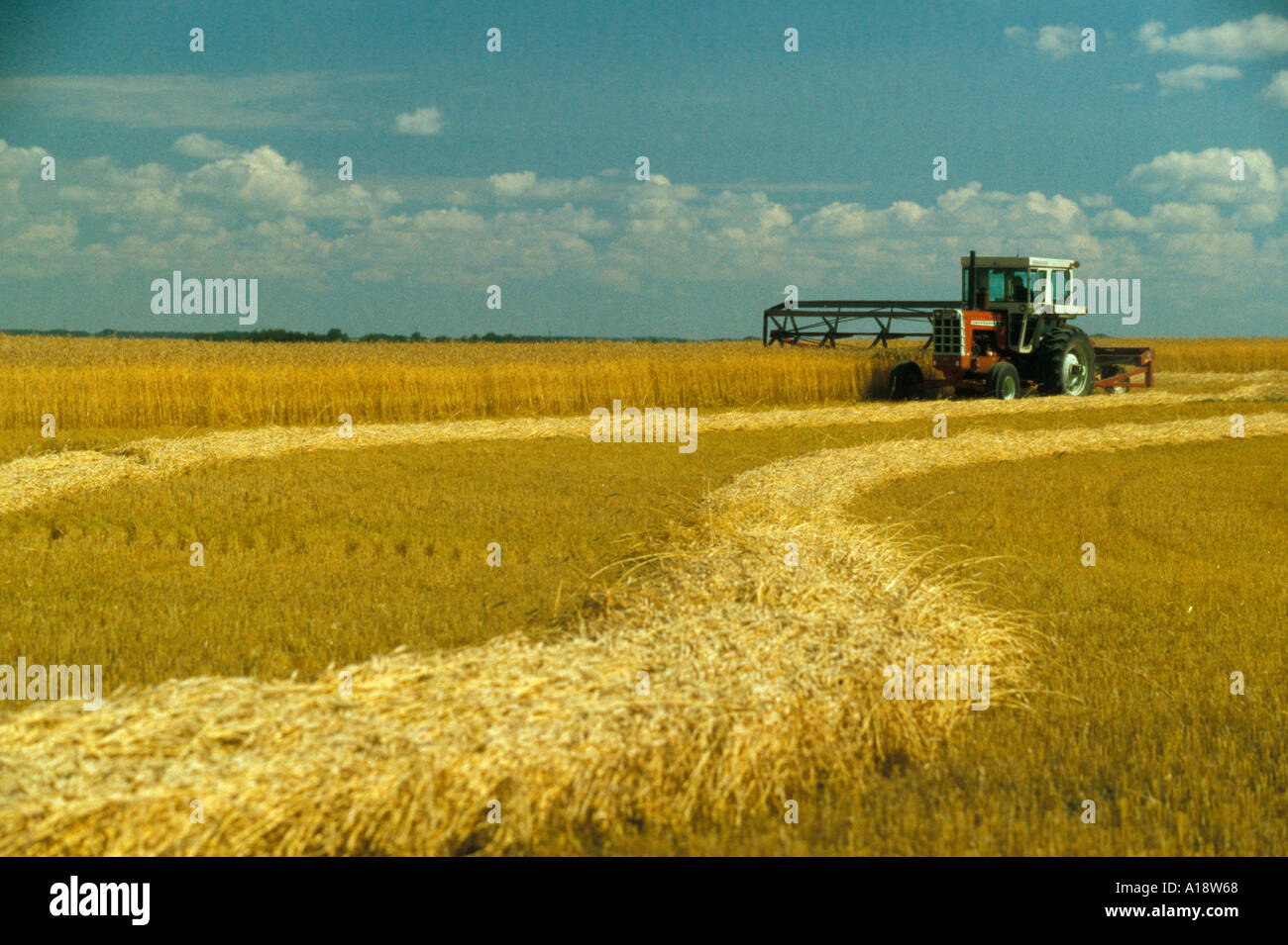 Swathing wheat in the wheat fields of Saskatchewan Canada Stock Photo