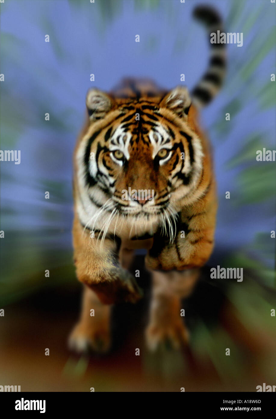 Tiger jumping camera hi-res stock photography and images - Alamy