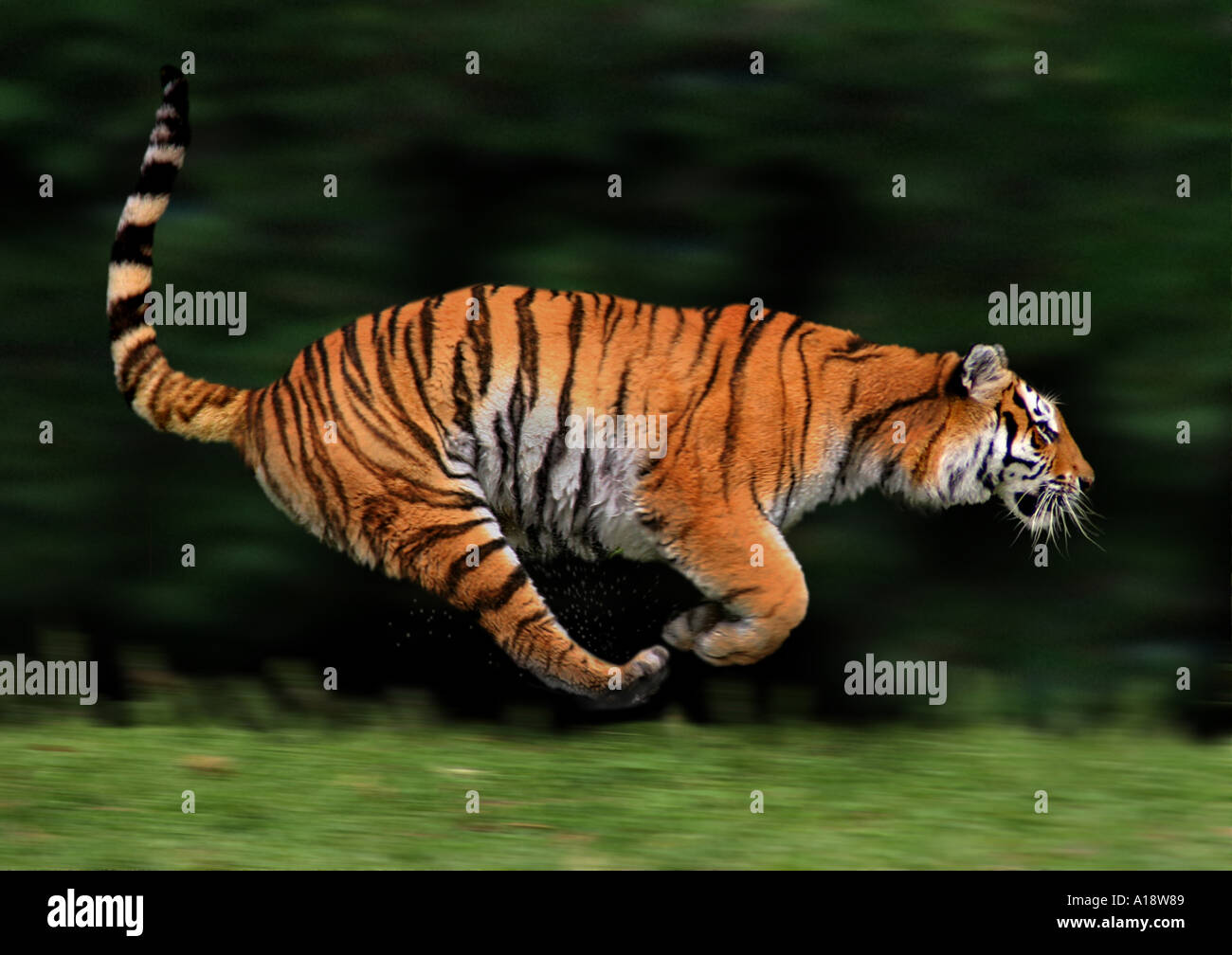 Bengal tiger (Panthera tigris tigris), running Stock Photo