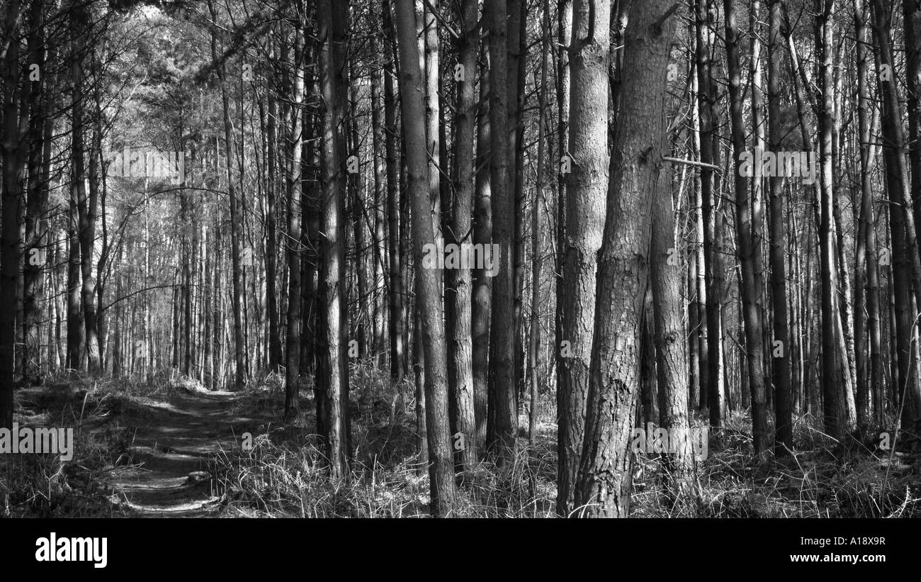 Trees, Delamere Forest, Cheshire, England Stock Photo Alamy