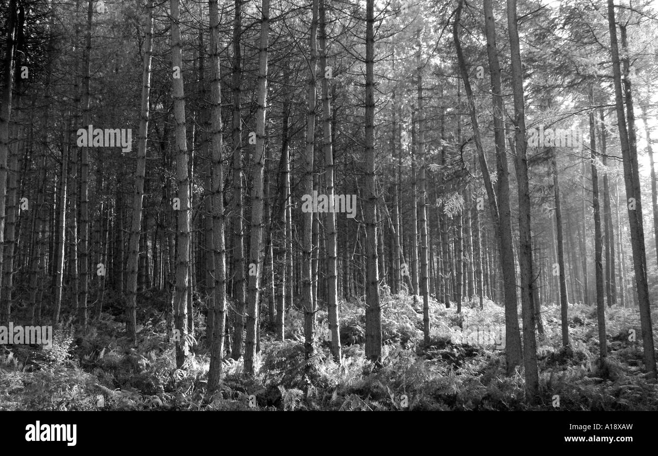 Trees, Delamere Forest, Cheshire, England Stock Photo Alamy