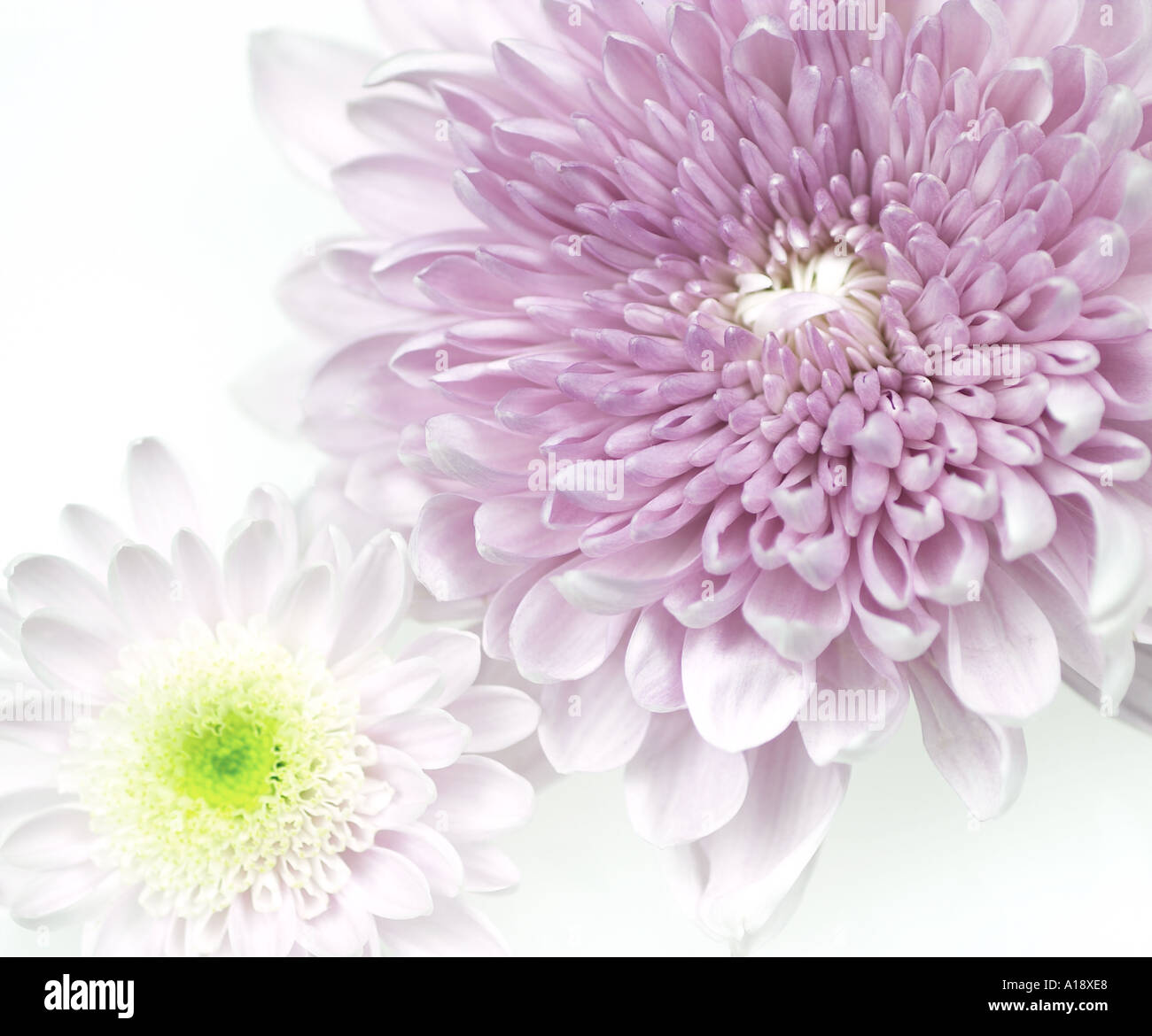 Double chrysanthemum hi-res stock photography and images - Alamy
