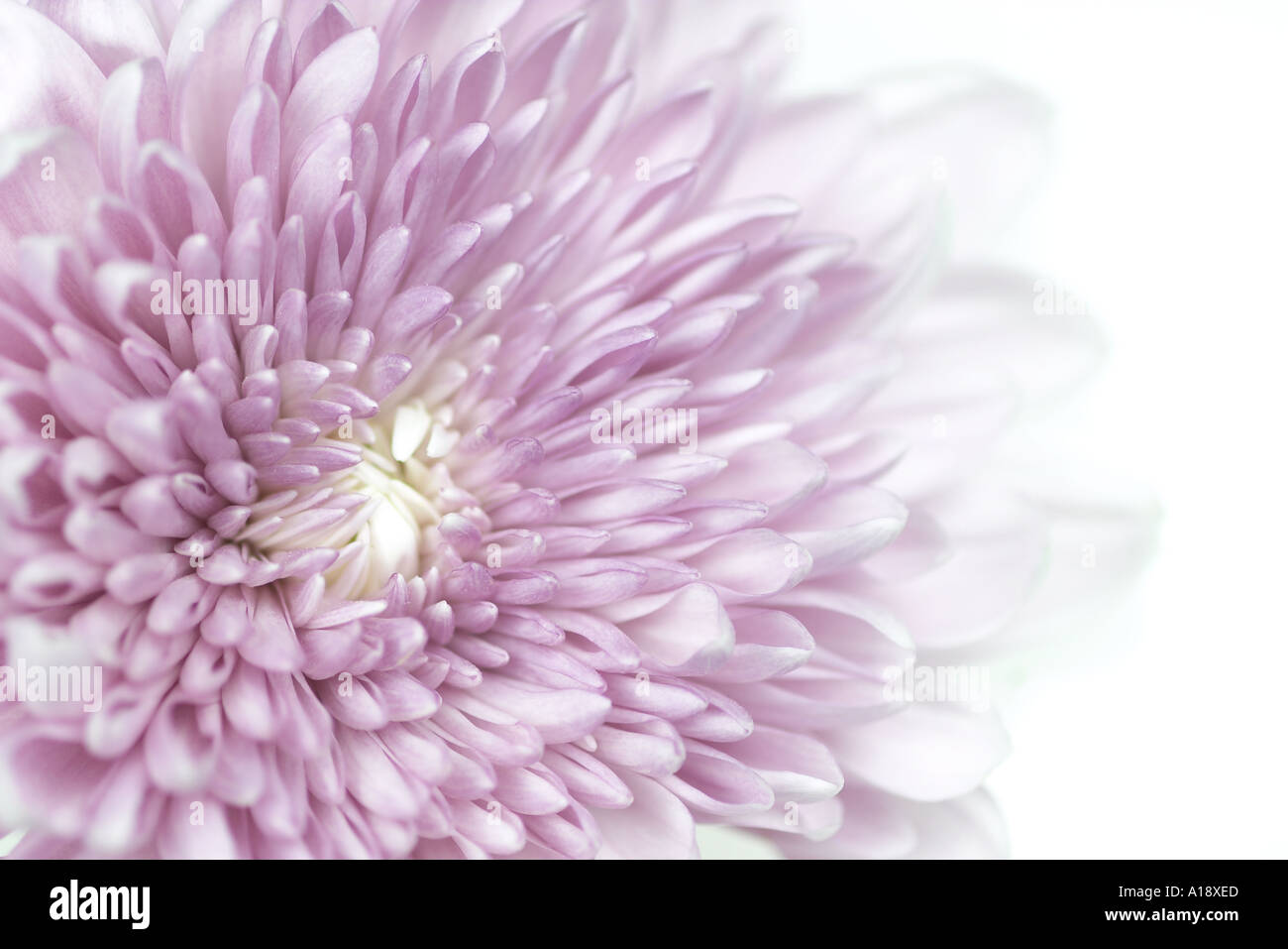 Double Chrysanthemum High Resolution Stock Photography and Images - Alamy