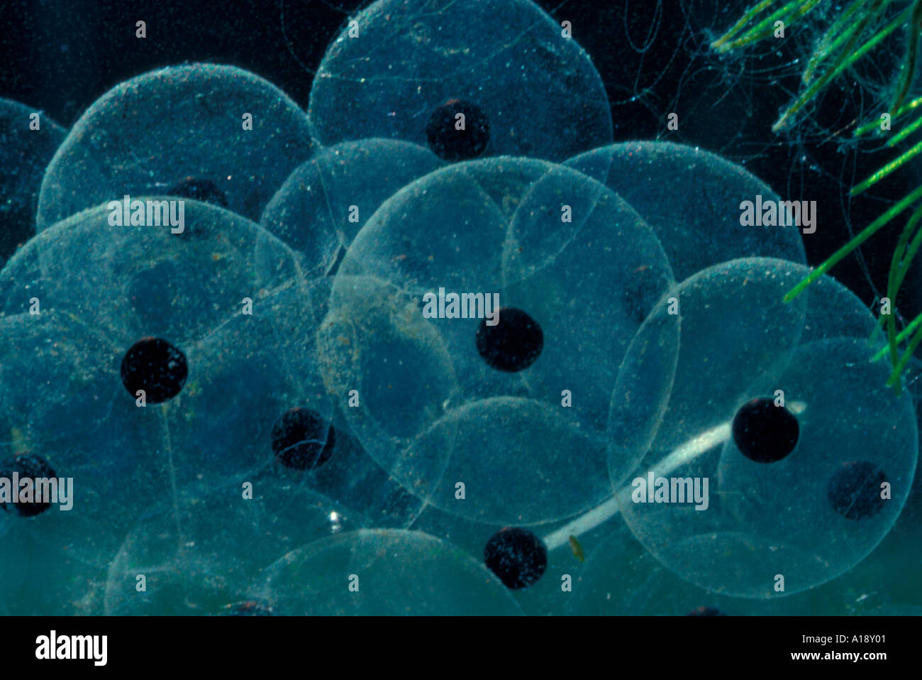 Common frog spawn in a pond England Stock Photo - Alamy