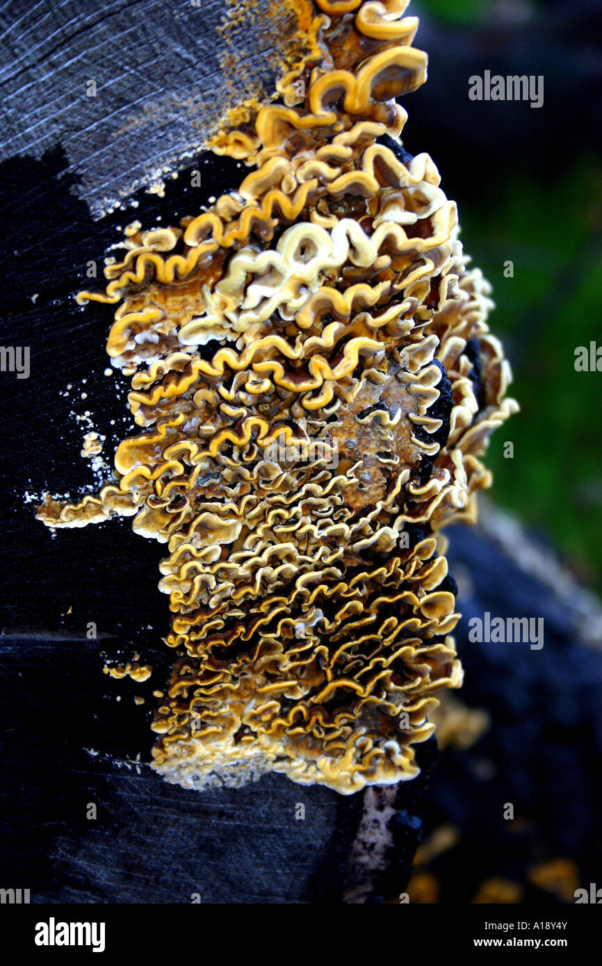 Troufel Close-up shot of some colourful fungi growing on a fallen Turkey Oak ...