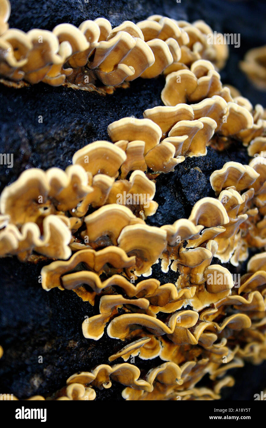 Close-up shot of Turkey Tail Bracket Fungi (Trametes versicolor) Stock Photo