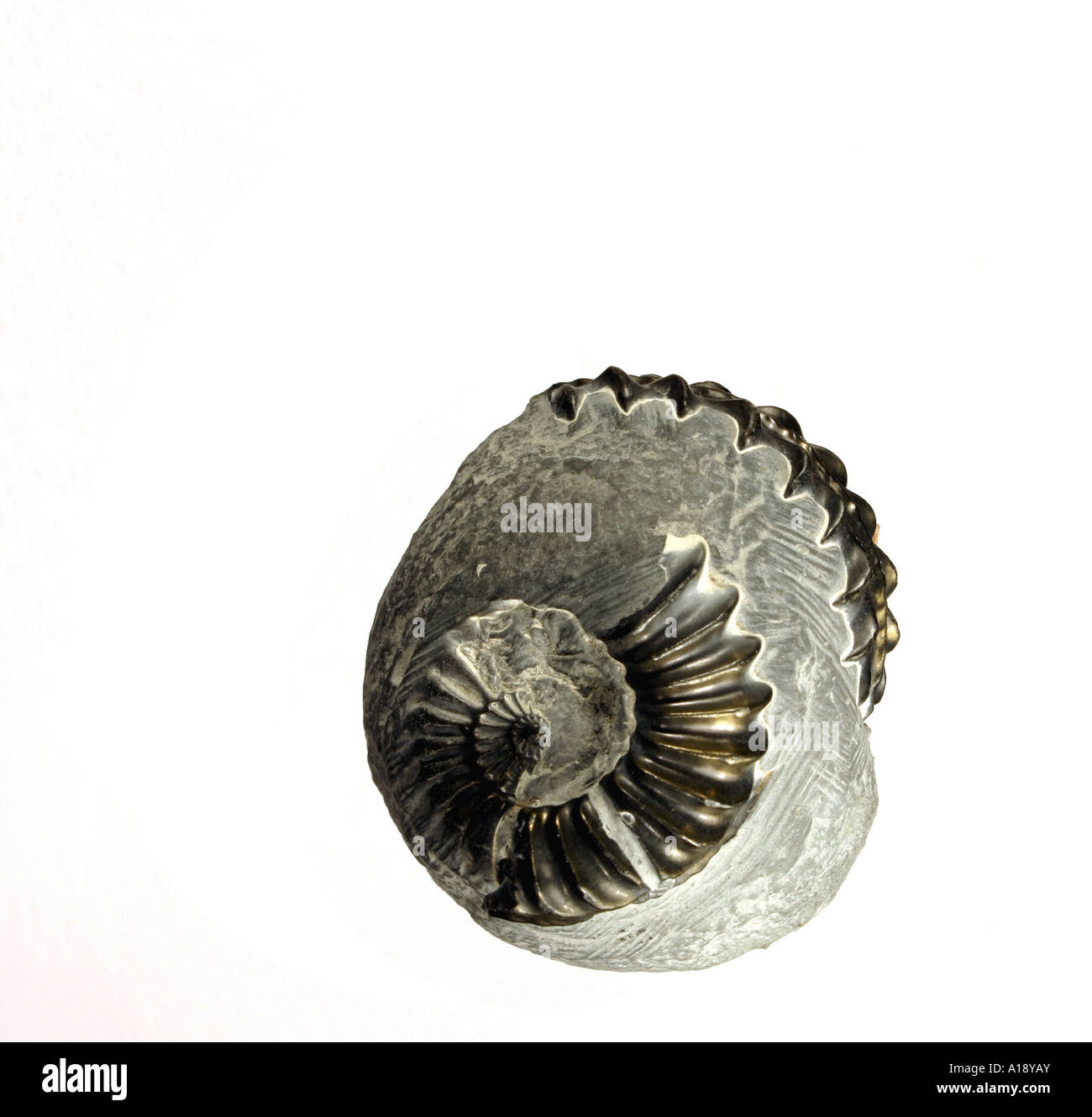 Isolated Ammonite Stock Photo