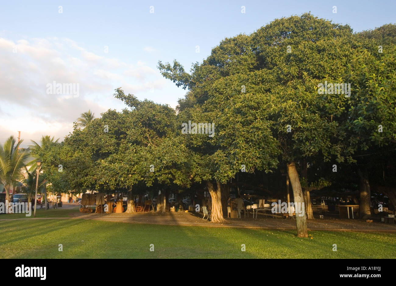 Banyan Tree in Lahaina, Maui Stock Photo