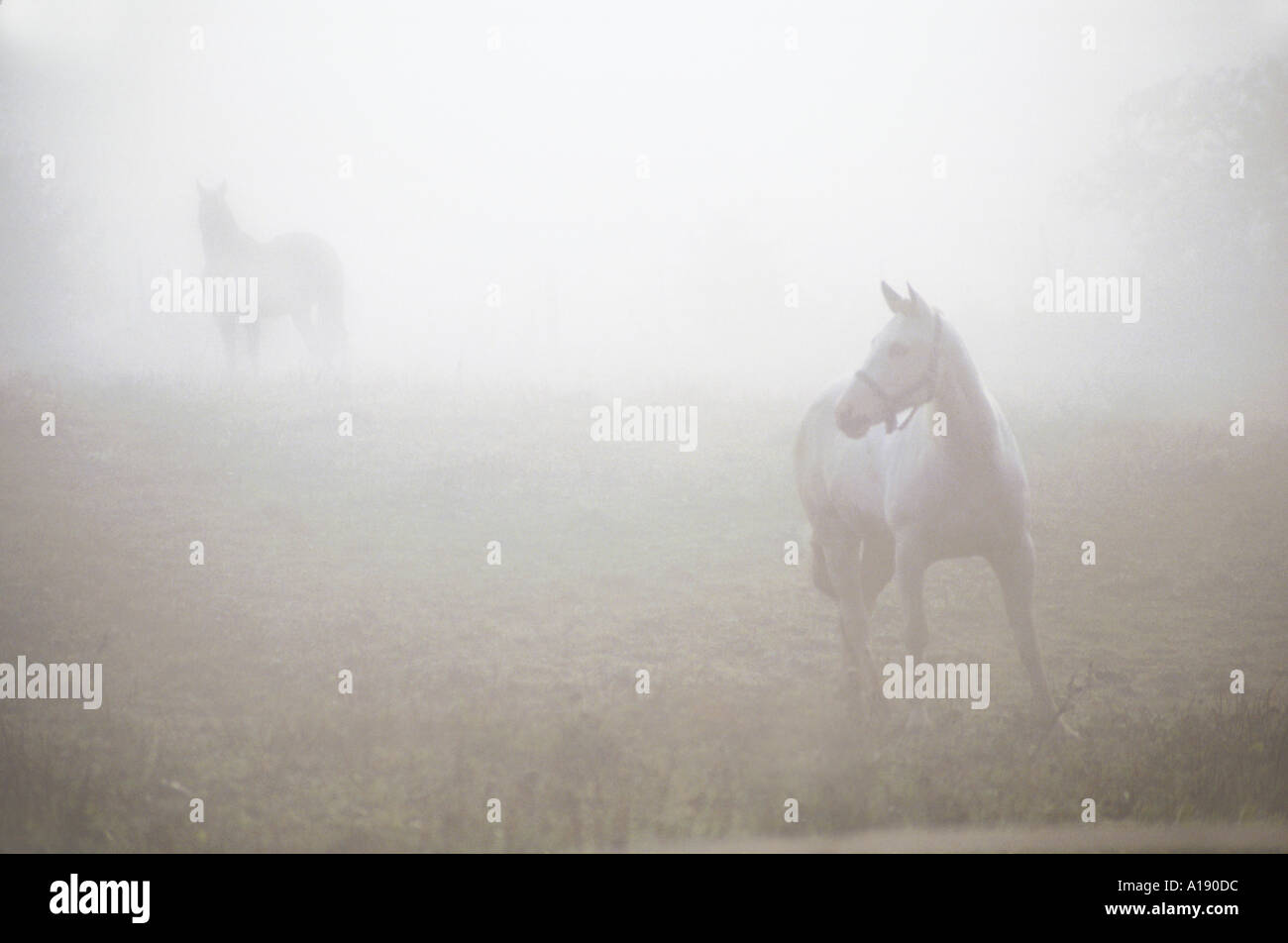 Horses in Mist Stock Photo