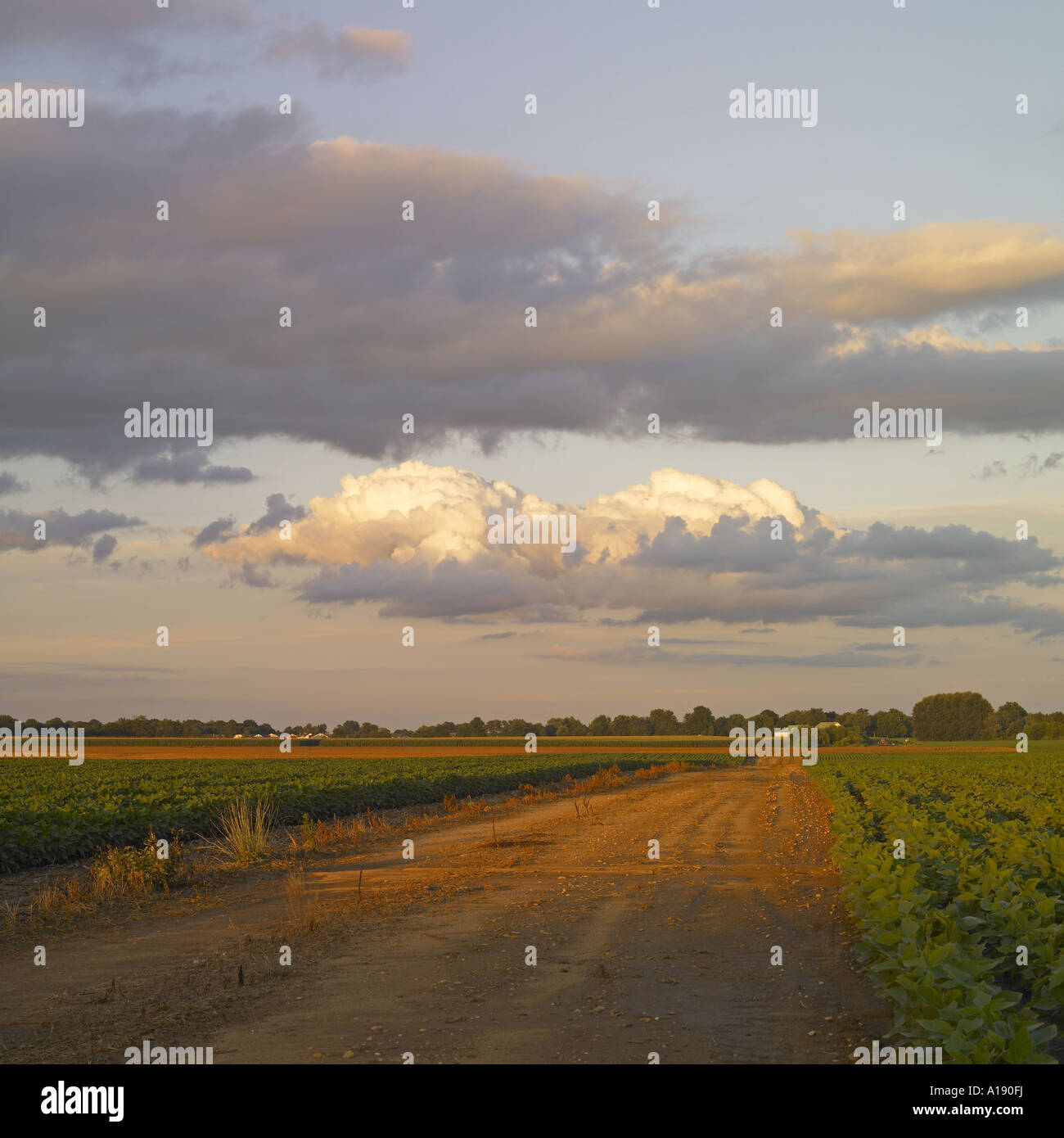 A view of green fields and a dirt road Stock Photo - Alamy