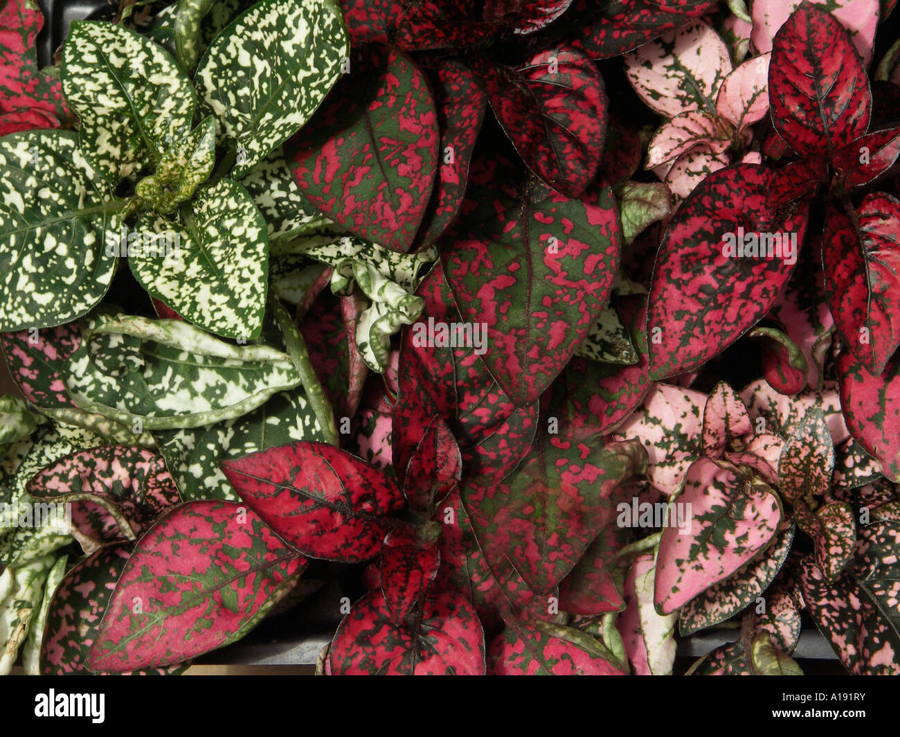 Polka dot plant Hypoestes Stock Photo