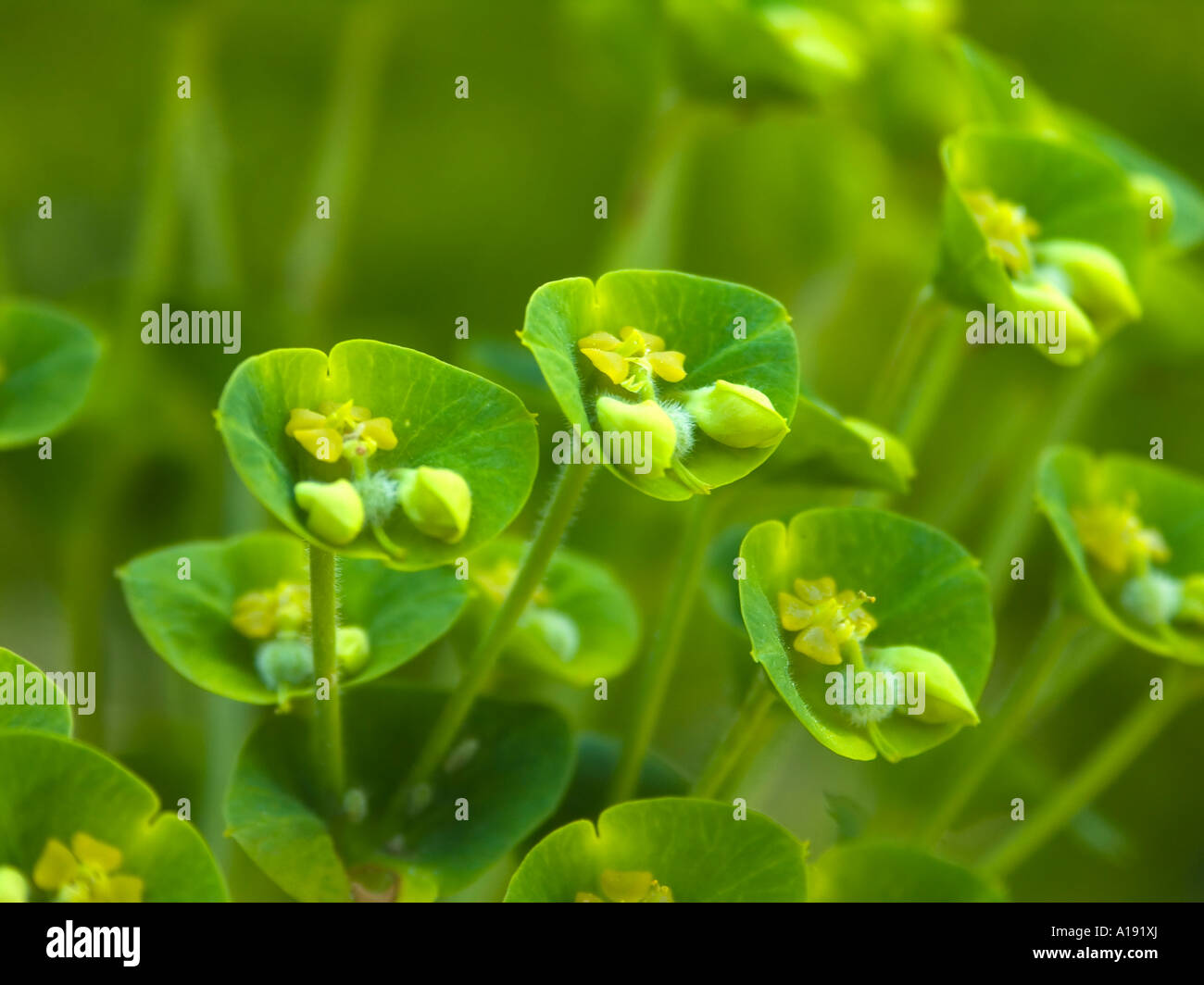 Spurge (Euphorbia characias wulfenii ) Stock Photo