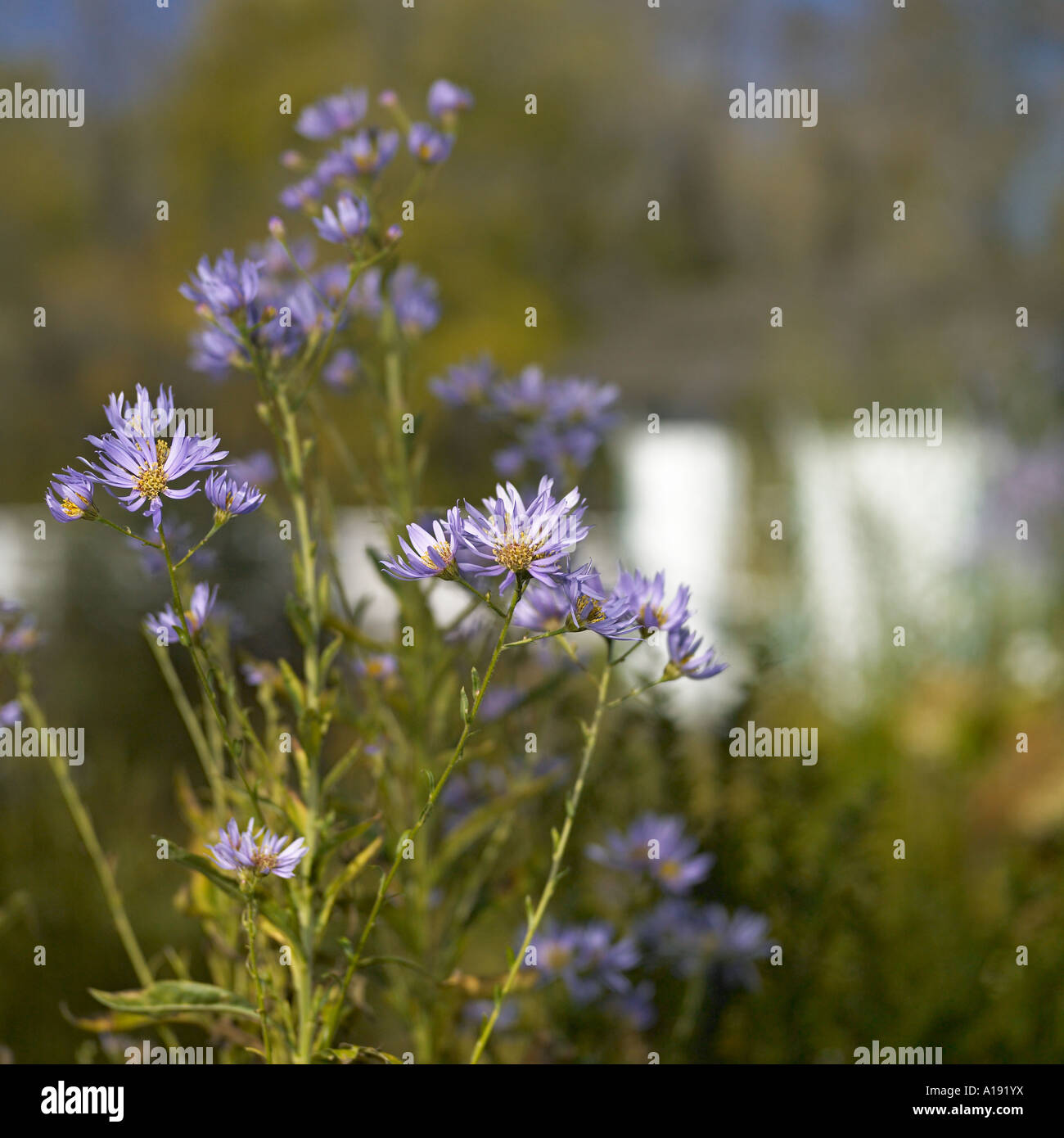 Wild purple flowers in bloom Stock Photo - Alamy