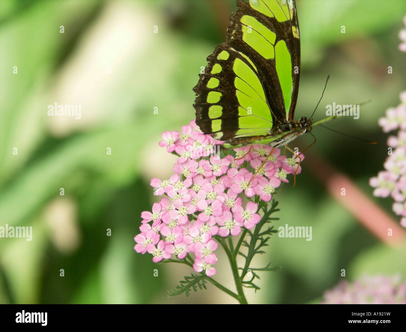 False Malachite butterfly Stock Photo