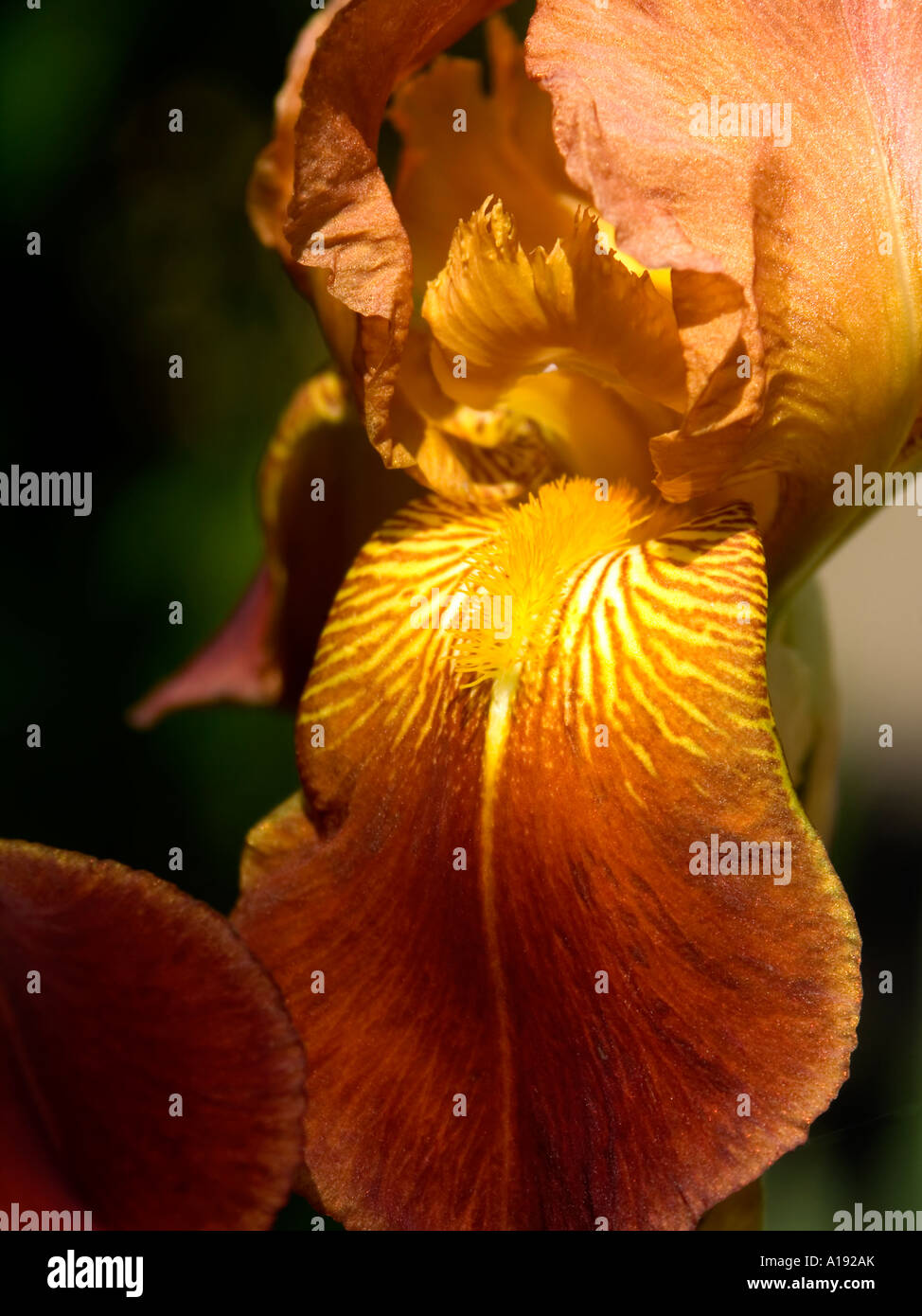 Brown and yellow bearded Iris Stock Photo - Alamy