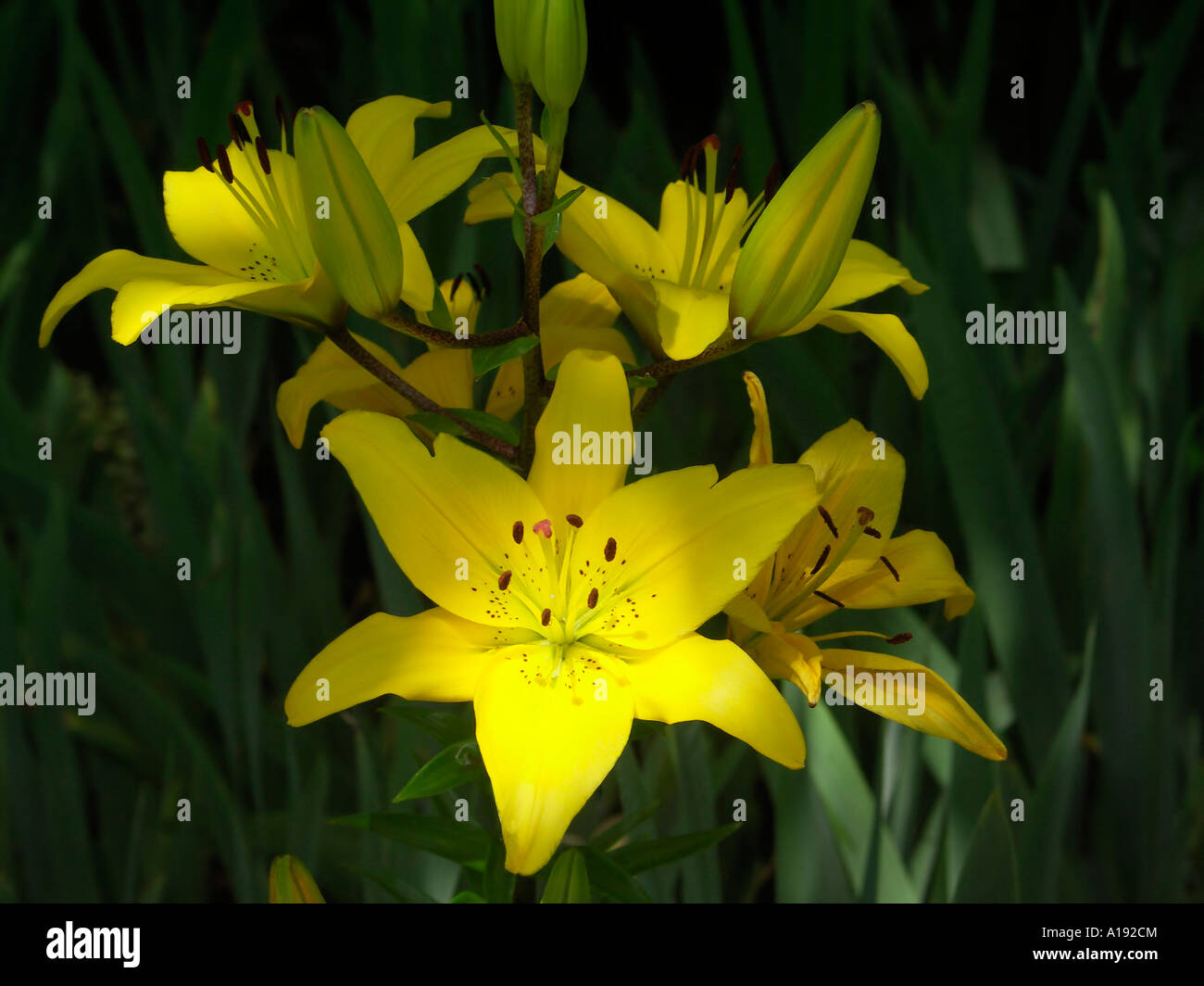 Yellow Asiatic lilies Stock Photo