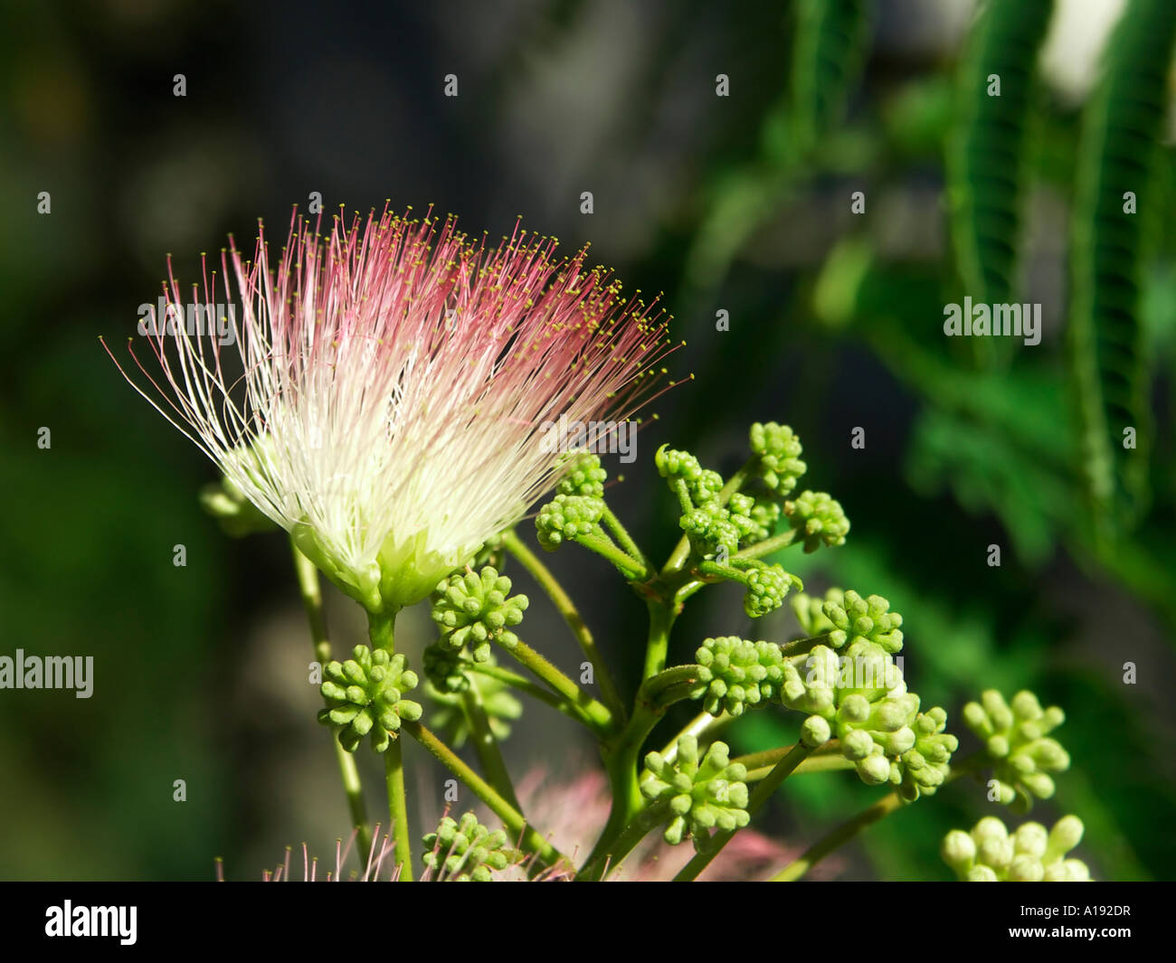 Persian Silk Tree Mimosa Stock Photo Alamy