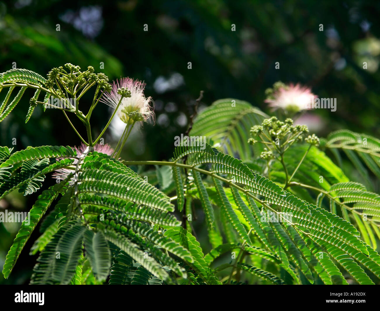 Persian Silk Tree Stock Photo Alamy