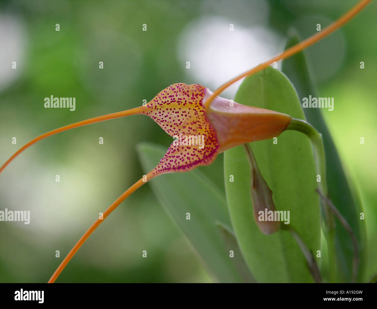 Masdevallia glandulosa orchid blossom Stock Photo