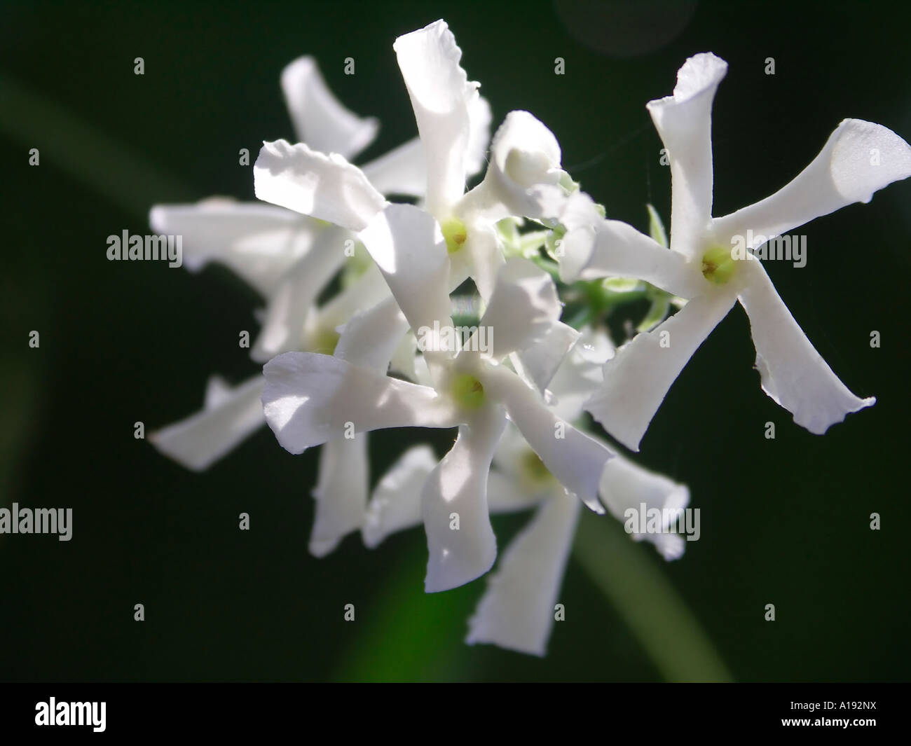 A close up of a cluster of Star Jasmine Trachelospermum jasminoides blossoms Stock Photo
