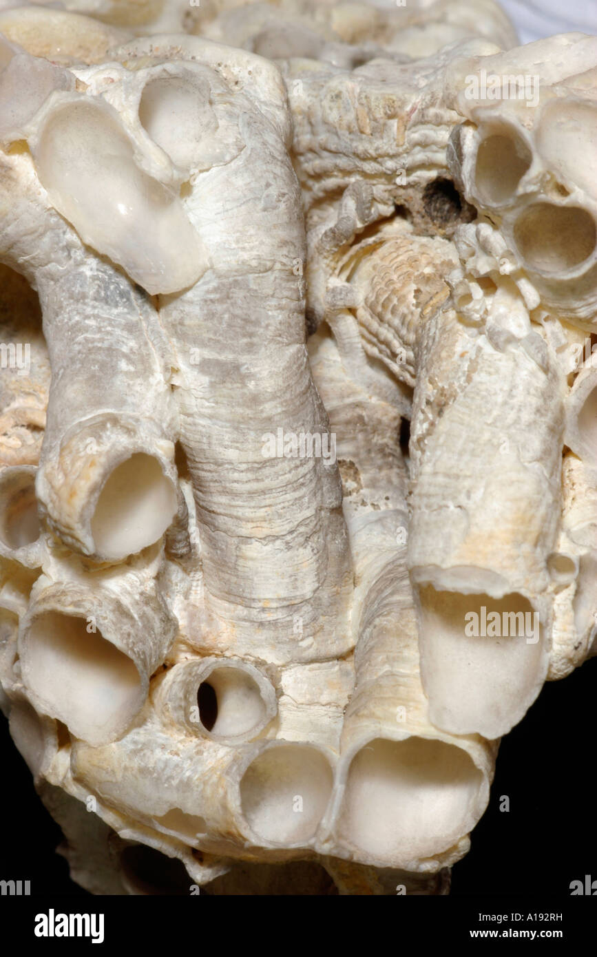Tube worm shells hi-res stock photography and images - Alamy