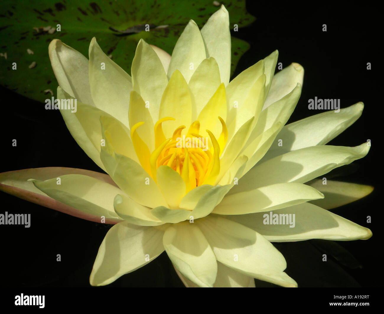 A closeup of the water lily Genus Nymphaea Stock Photo Alamy