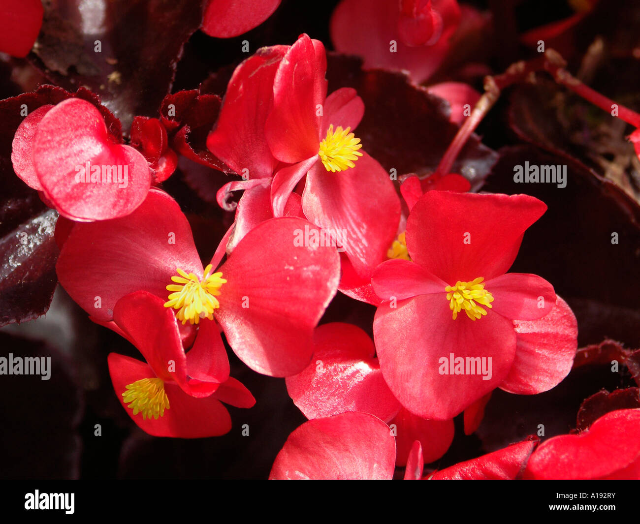 Begonia wax begonia begonia semperflorens hires stock photography and
