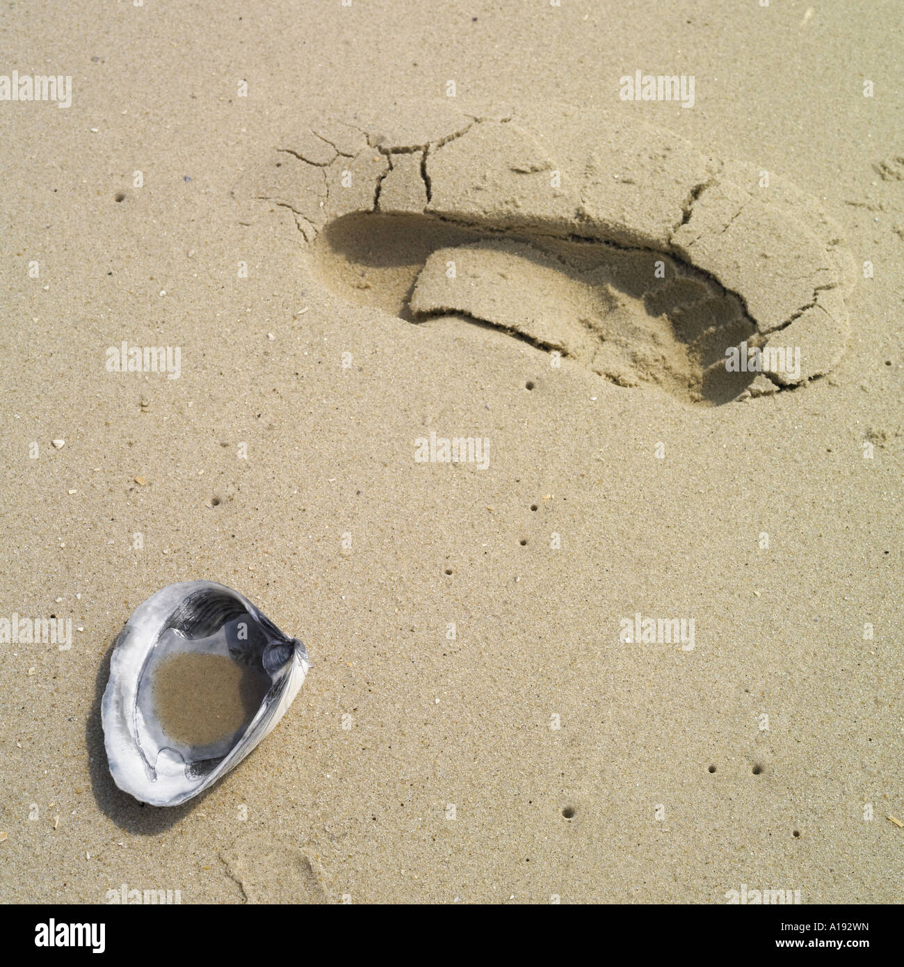 shell and foot print in sand Stock Photo