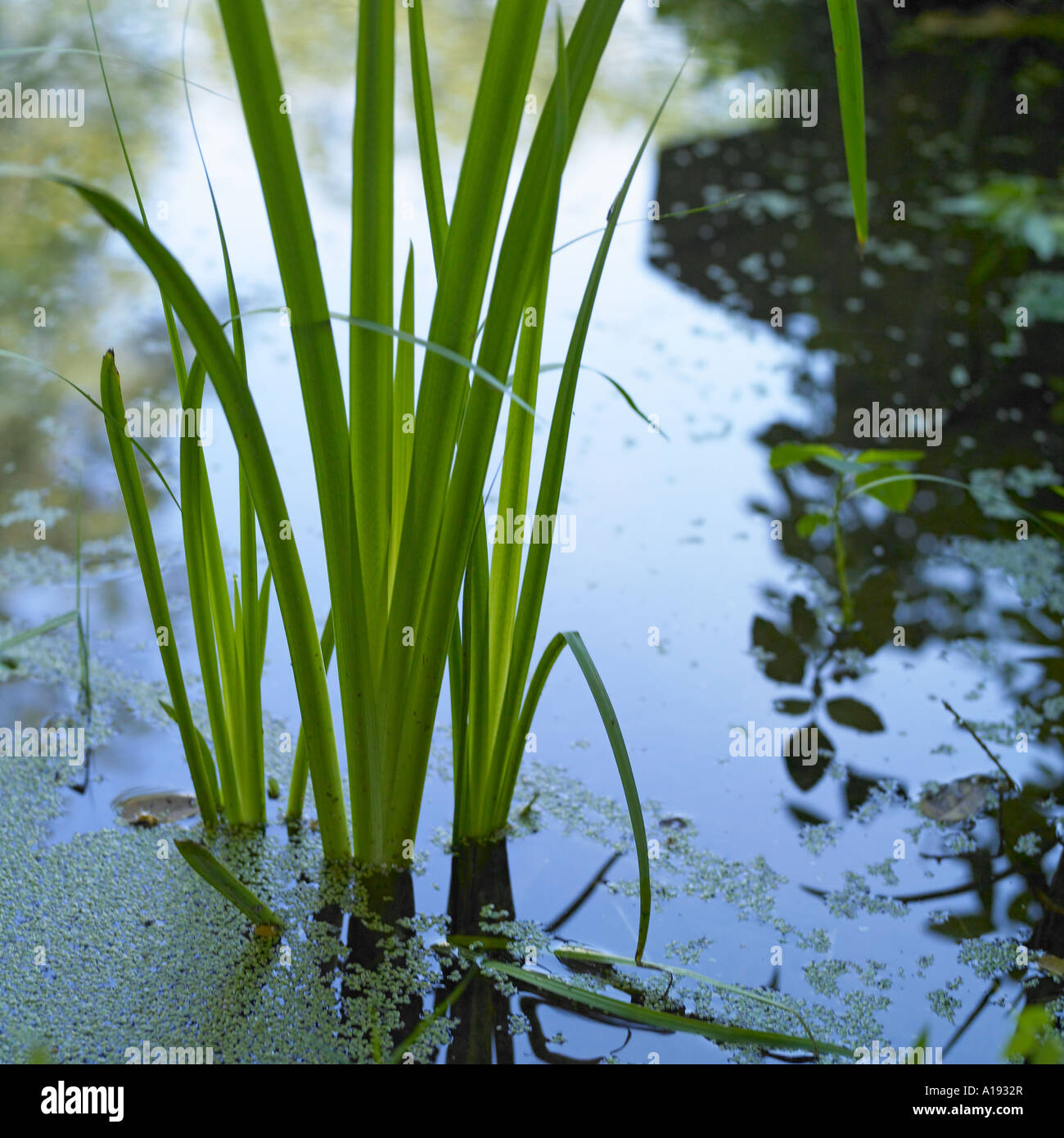 Patch of grass in water Stock Photo