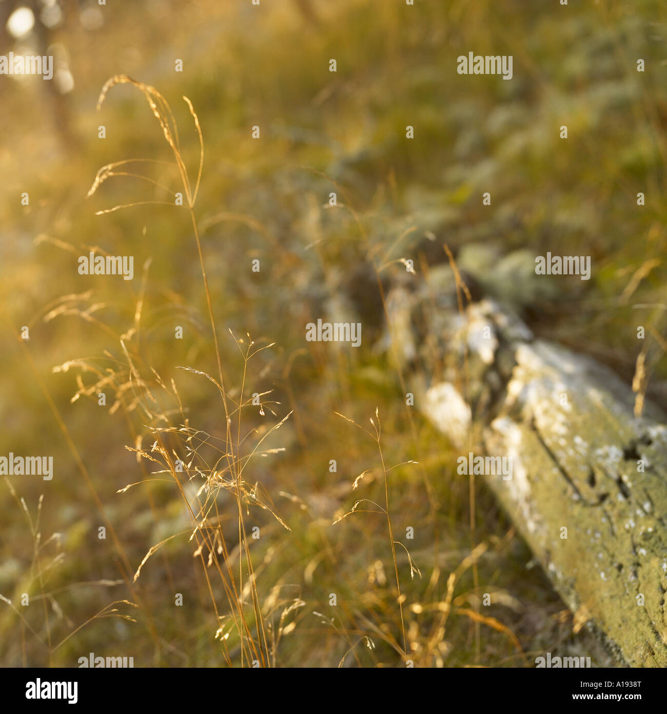 Close up dry grass swaying hi-res stock photography and images - Alamy