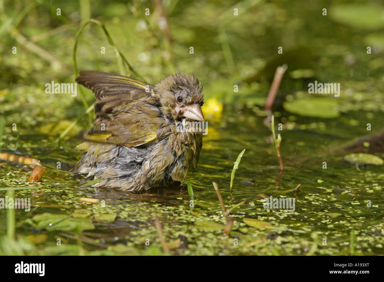Greenfinch having a bath in a pond Stock Photo Alamy