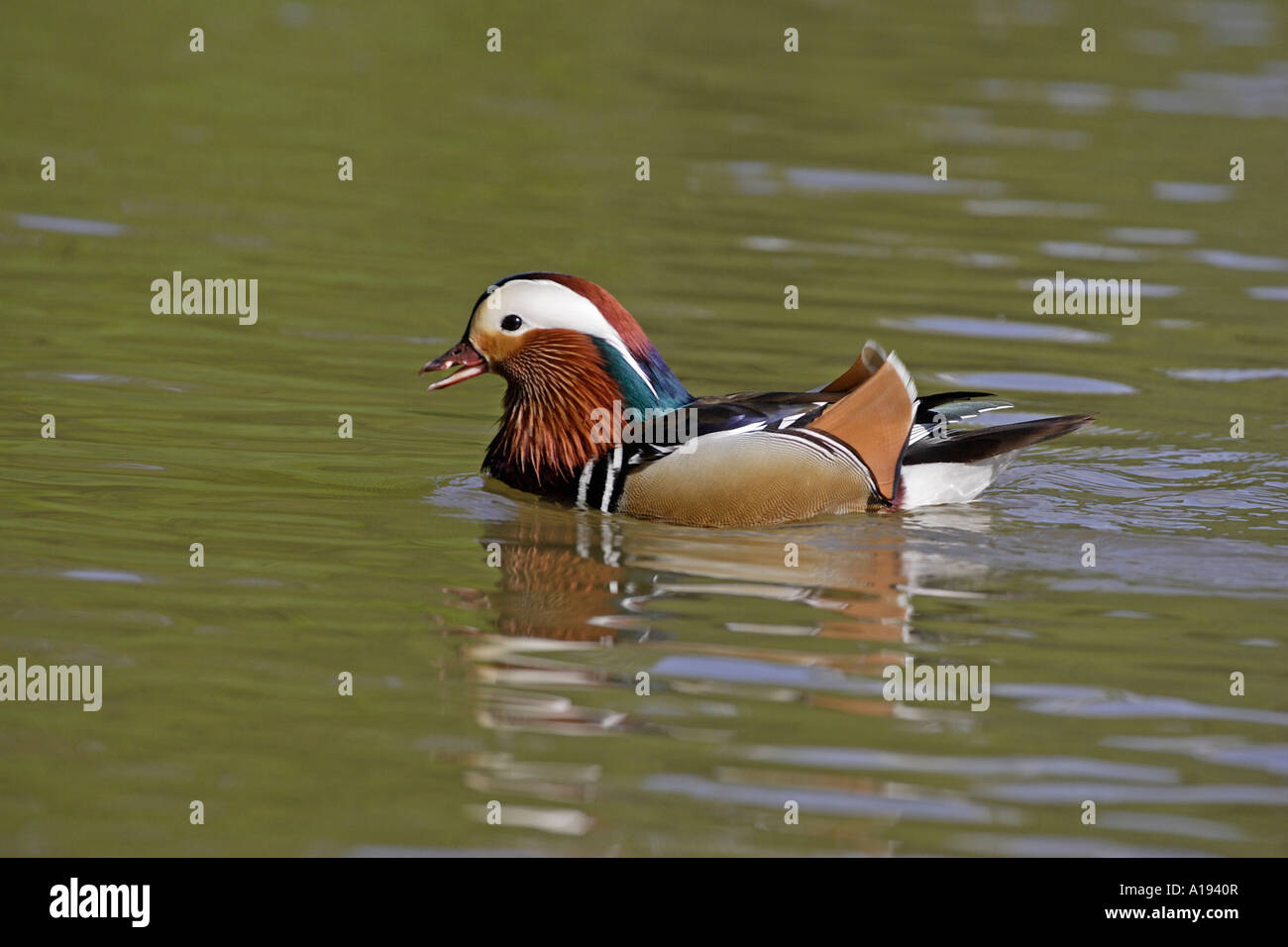 Male Mandarin Duck swimming Stock Photo - Alamy