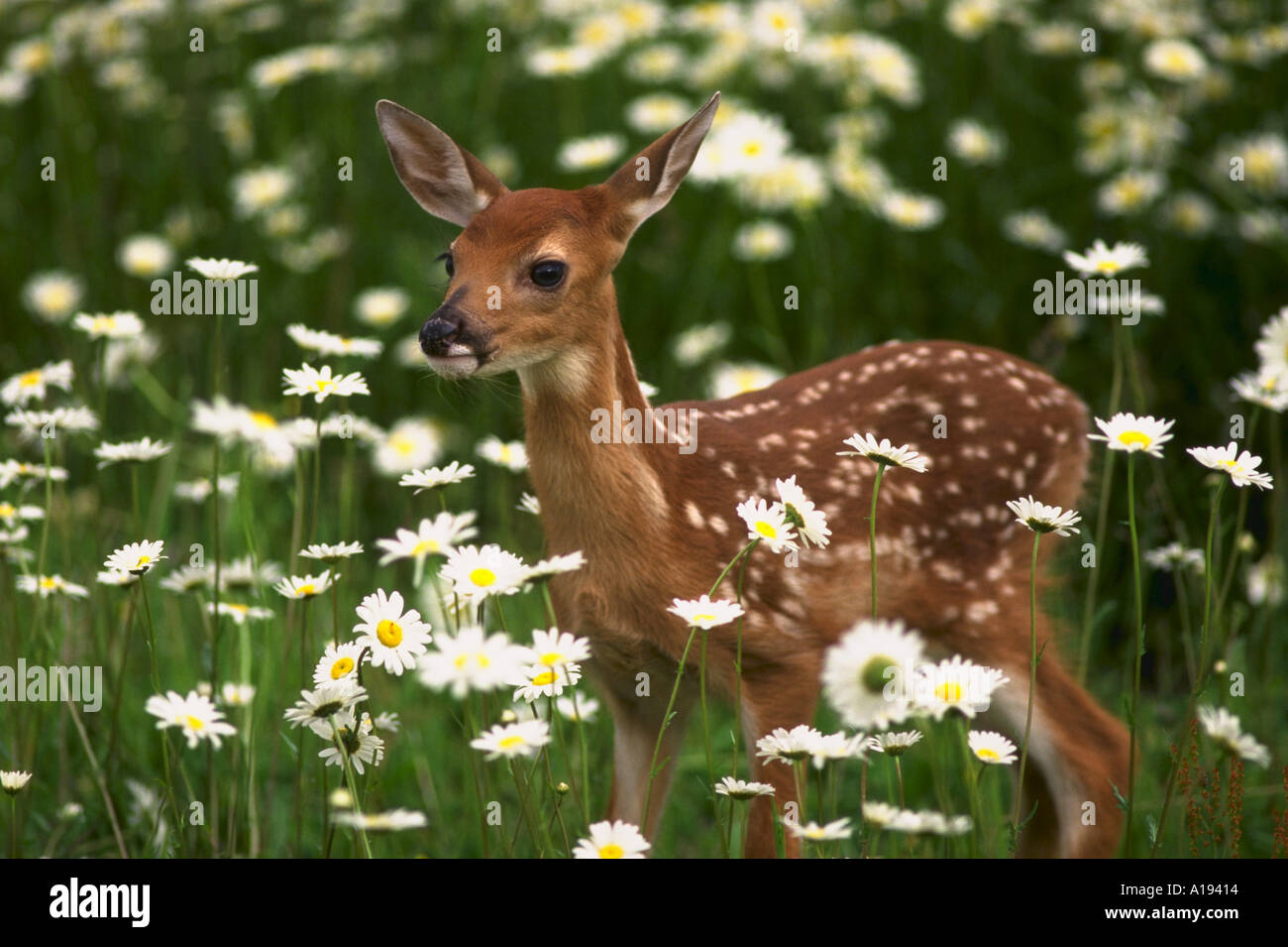 Deer fawn in field of daisies Odocoileus virginianus Stock Photo Alamy