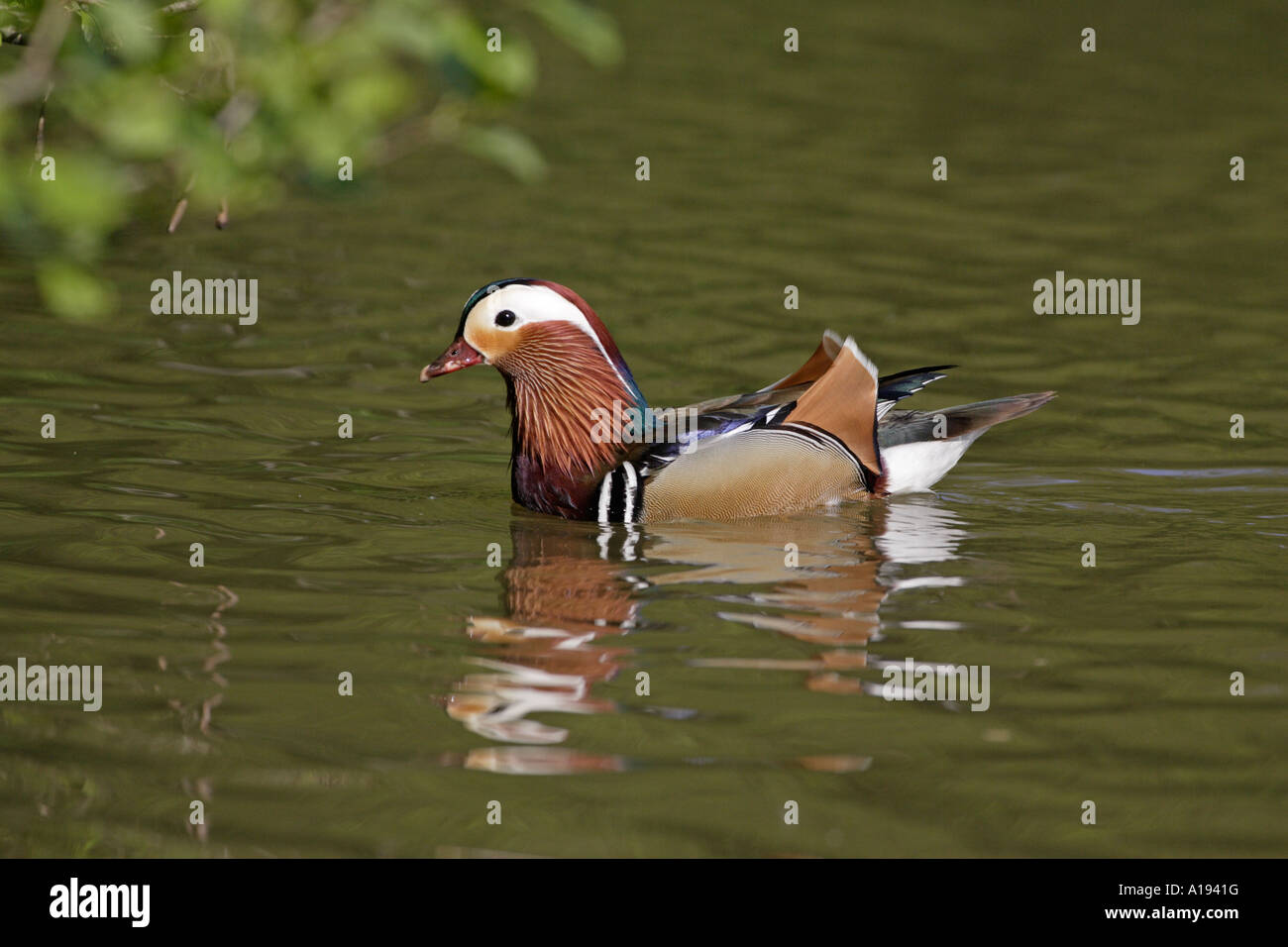 Male Mandarin Duck swimming Stock Photo - Alamy