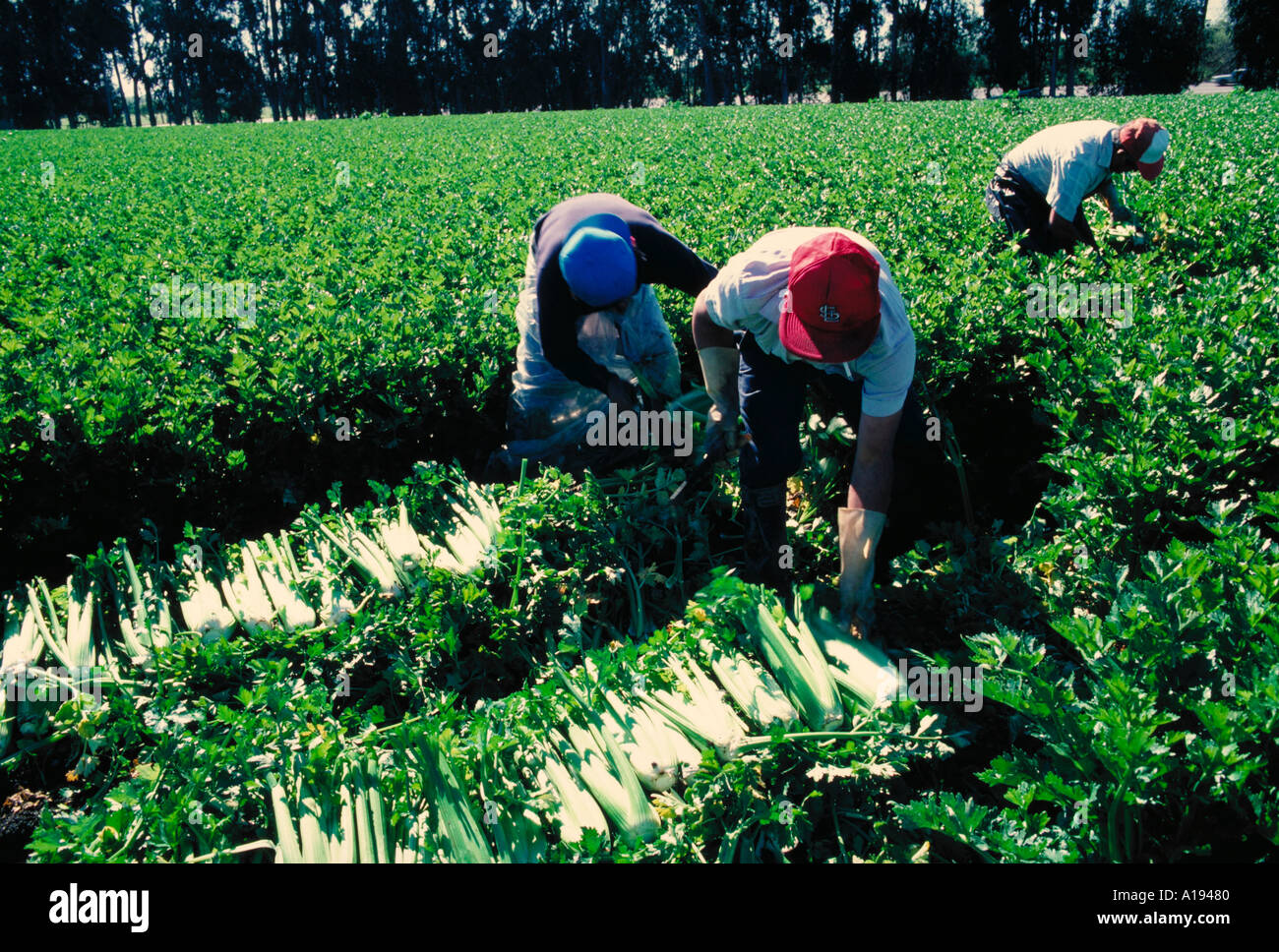 Celery harvest Stock Photo Alamy