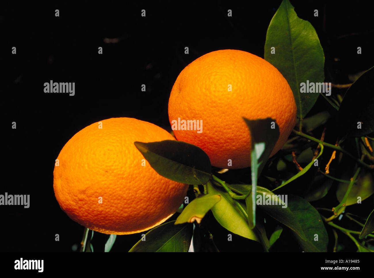 Oranges on tree Stock Photo Alamy