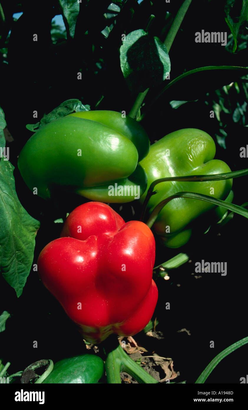 Bell peppers crop hi-res stock photography and images - Alamy