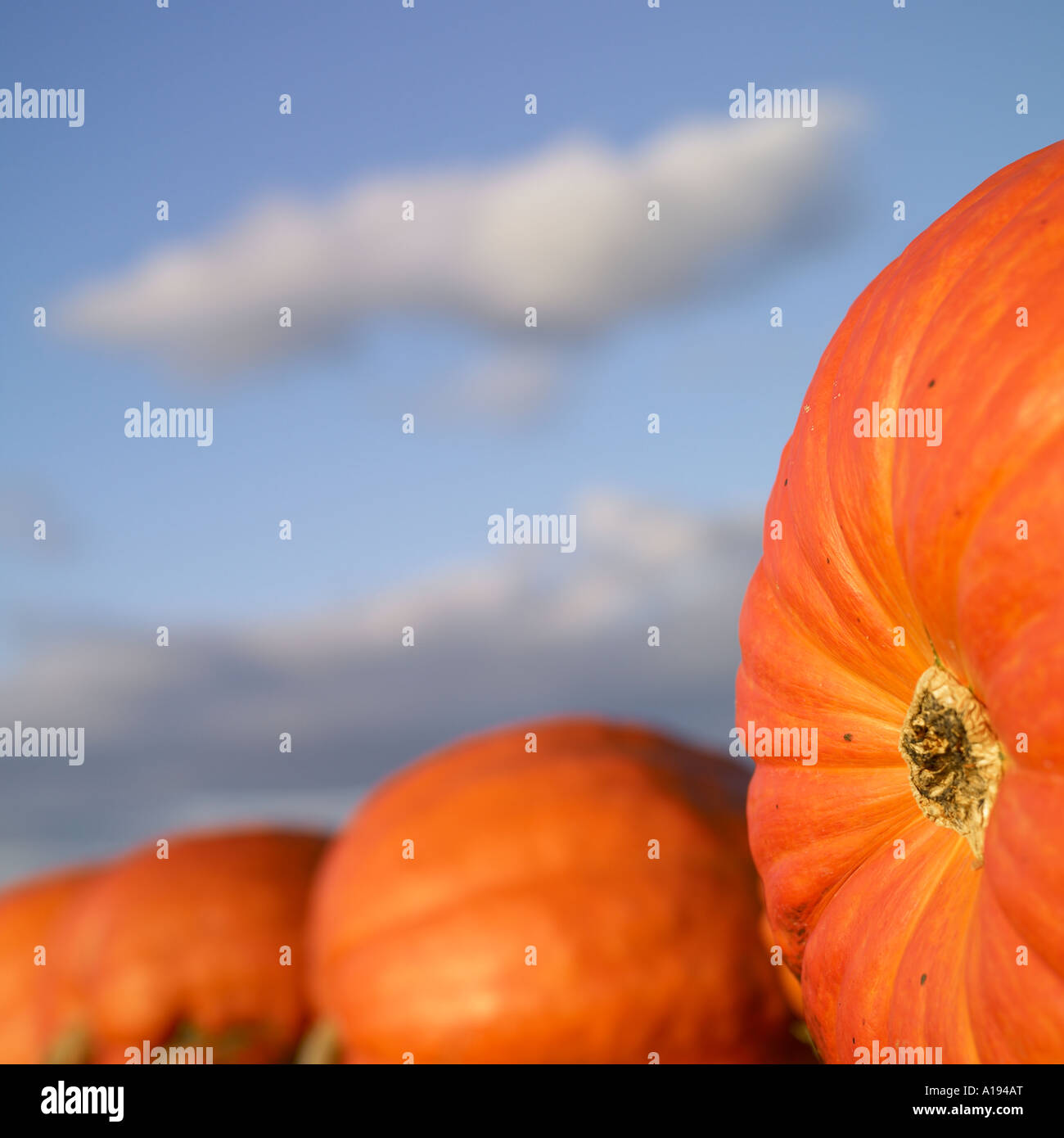 Row of large pumpkins in the farm field Stock Photo - Alamy