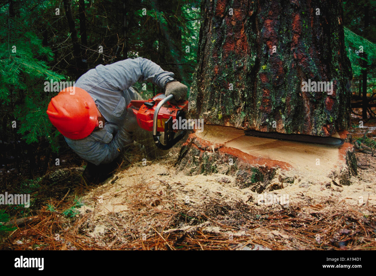 working logger Mount Shasta CA Stock Photo