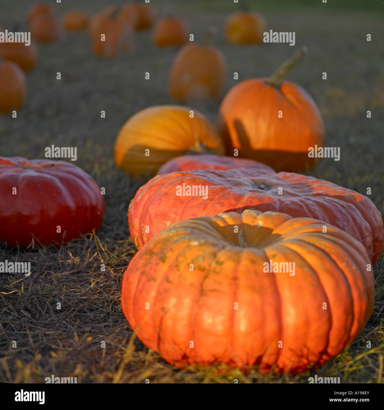 The orange pumpkins in the field Stock Photo - Alamy