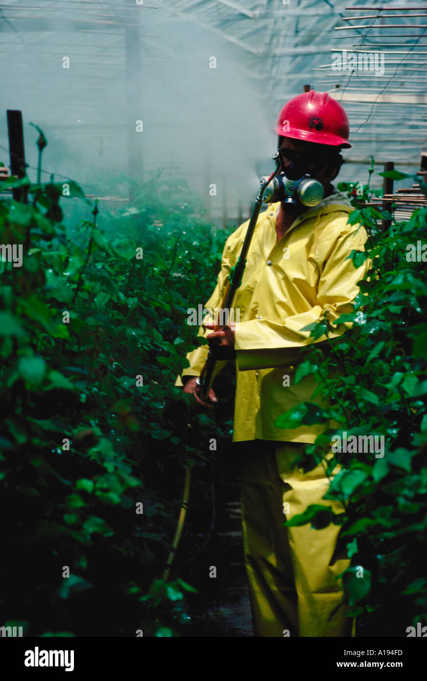 man spraying roses in greenhouse San Francisco CA Stock Photo