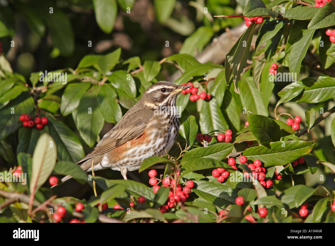 Redwing eating Cotoneaster berries Stock Photo