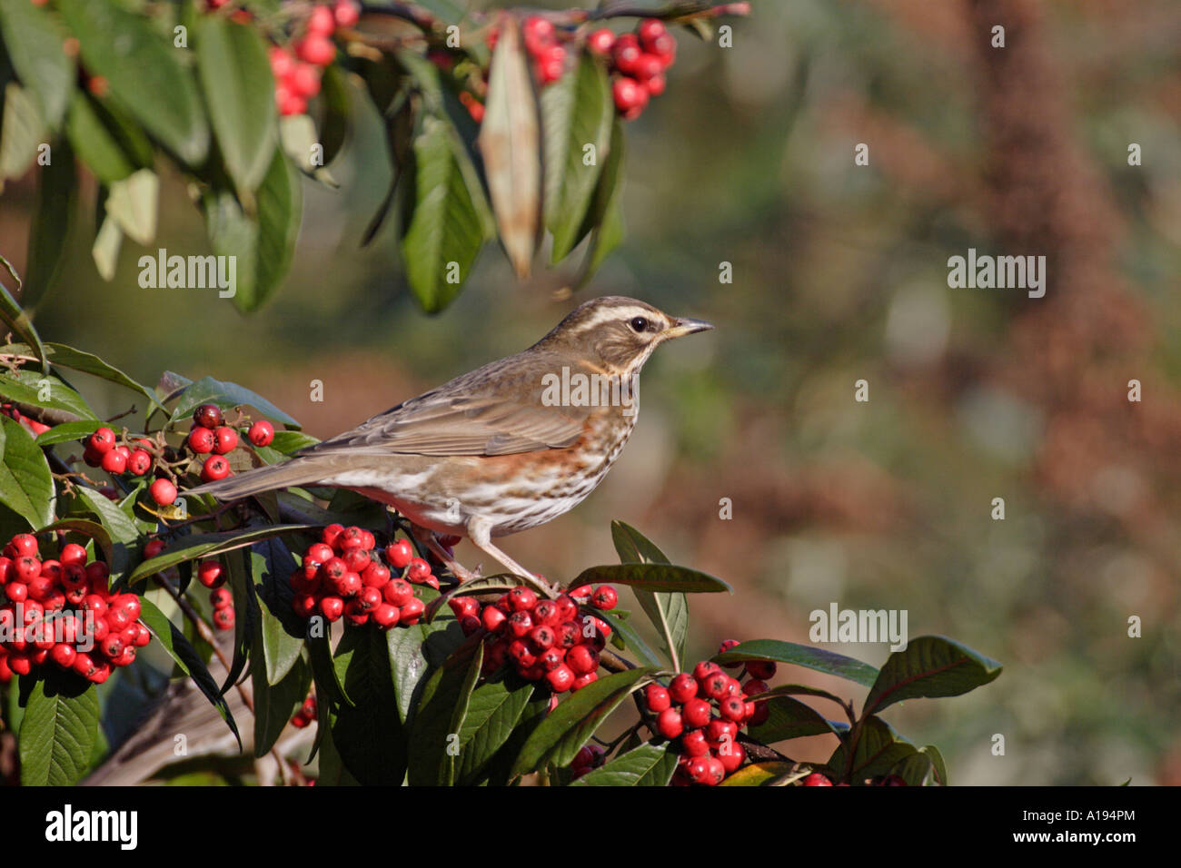 Redwing eating Cotoneaster berries Stock Photo